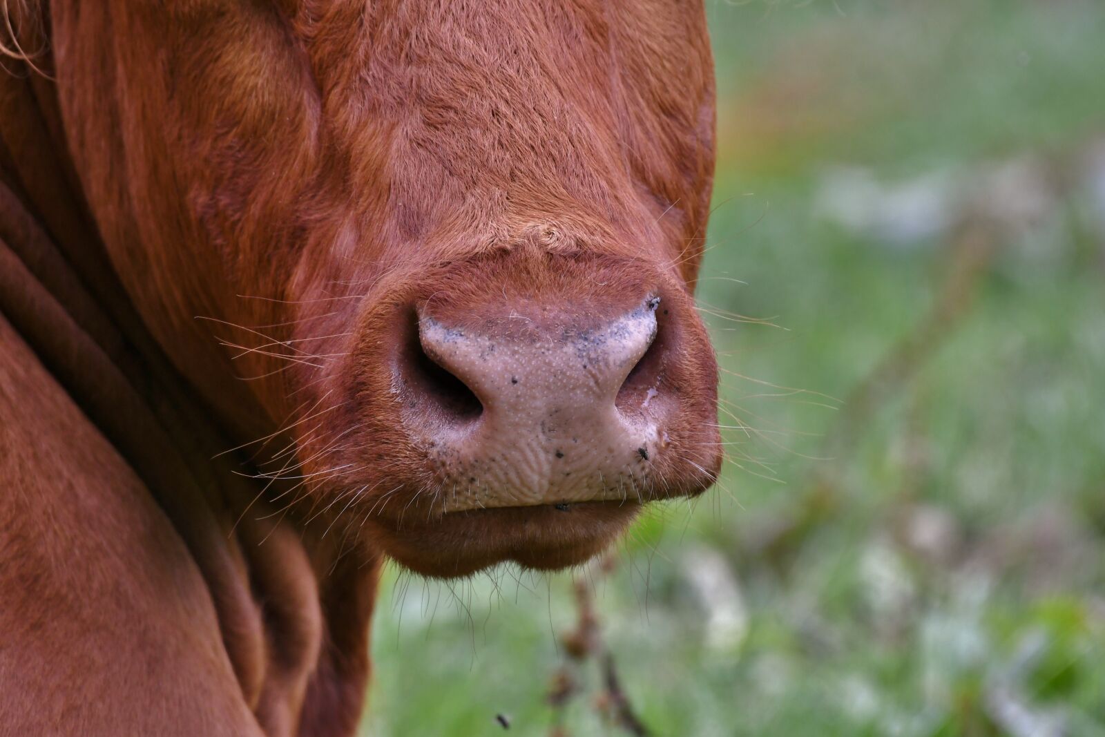 Nikon D500 sample photo. Cow, muzzle, nose photography