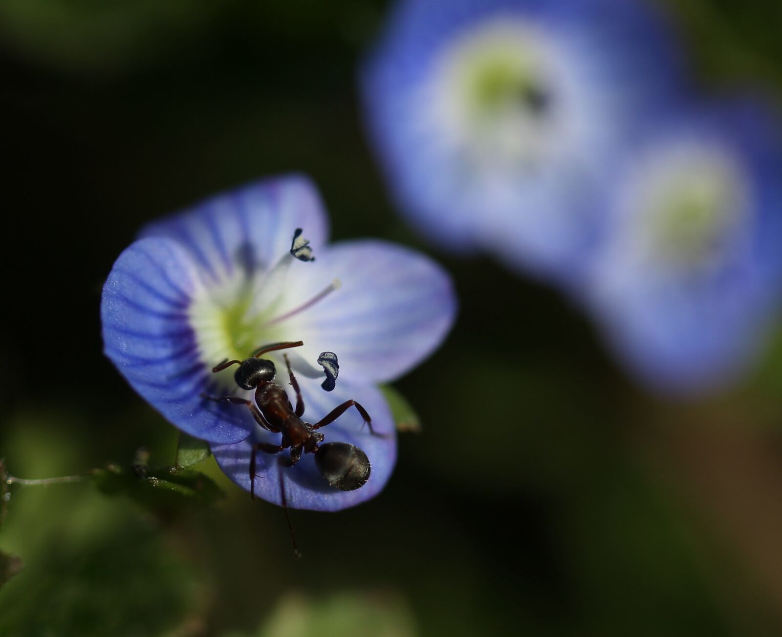 Canon EF-S 60mm F2.8 Macro USM sample photo. Cornflower, ant, insecta photography