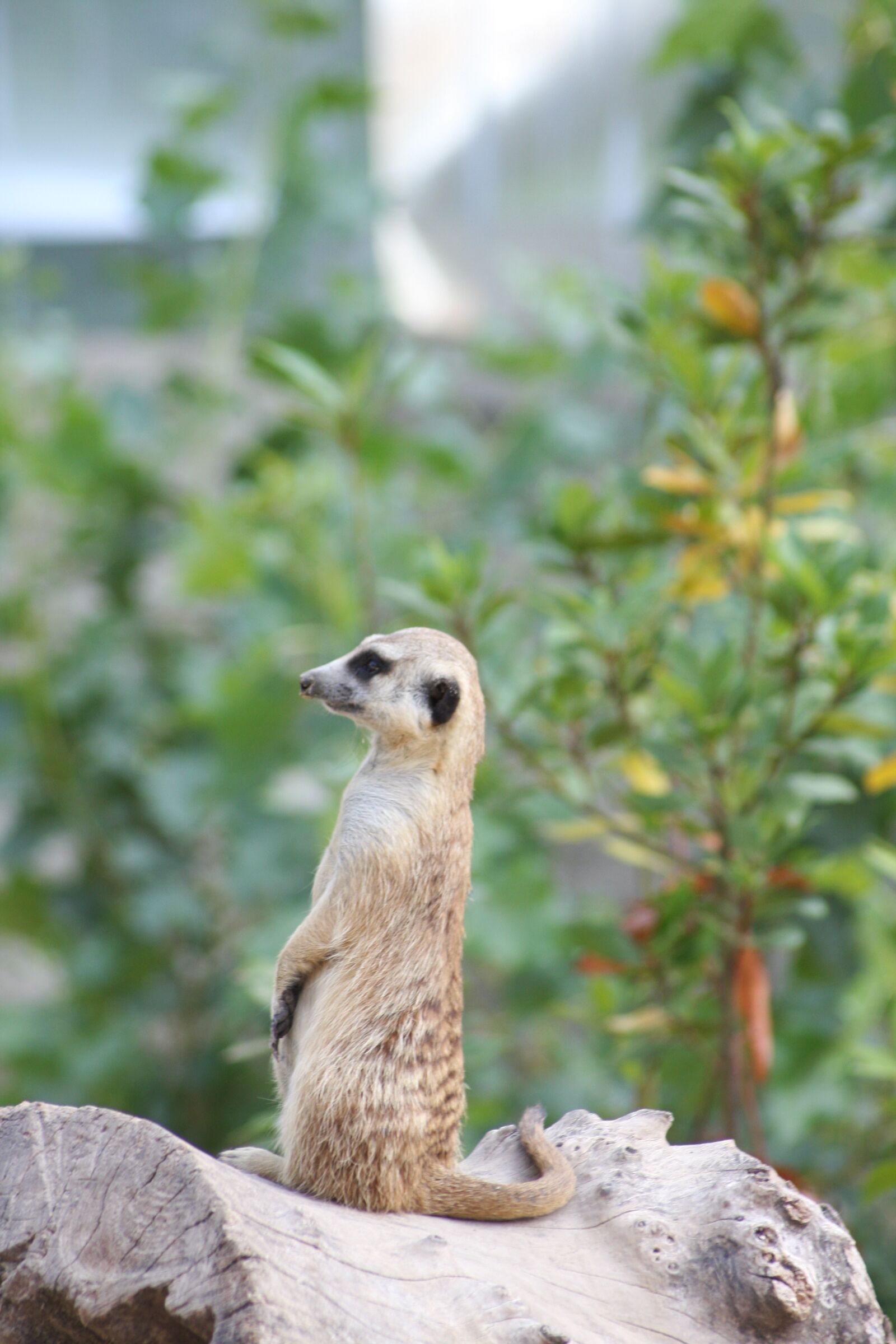 Canon EOS 40D sample photo. Nature, wild world, animal photography