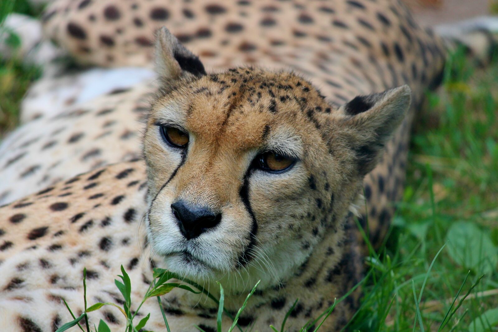 Canon EOS 1100D (EOS Rebel T3 / EOS Kiss X50) sample photo. Cheetah, close up, predator photography