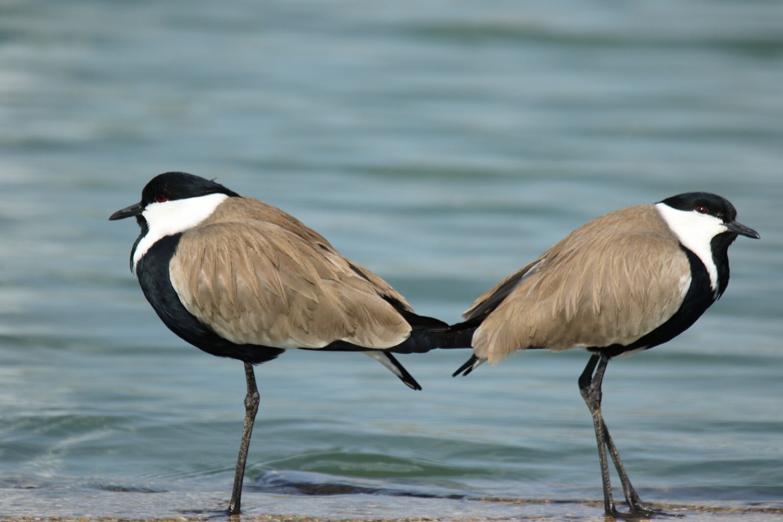 Canon EOS 7D Mark II sample photo. Birds, spur winged lap photography