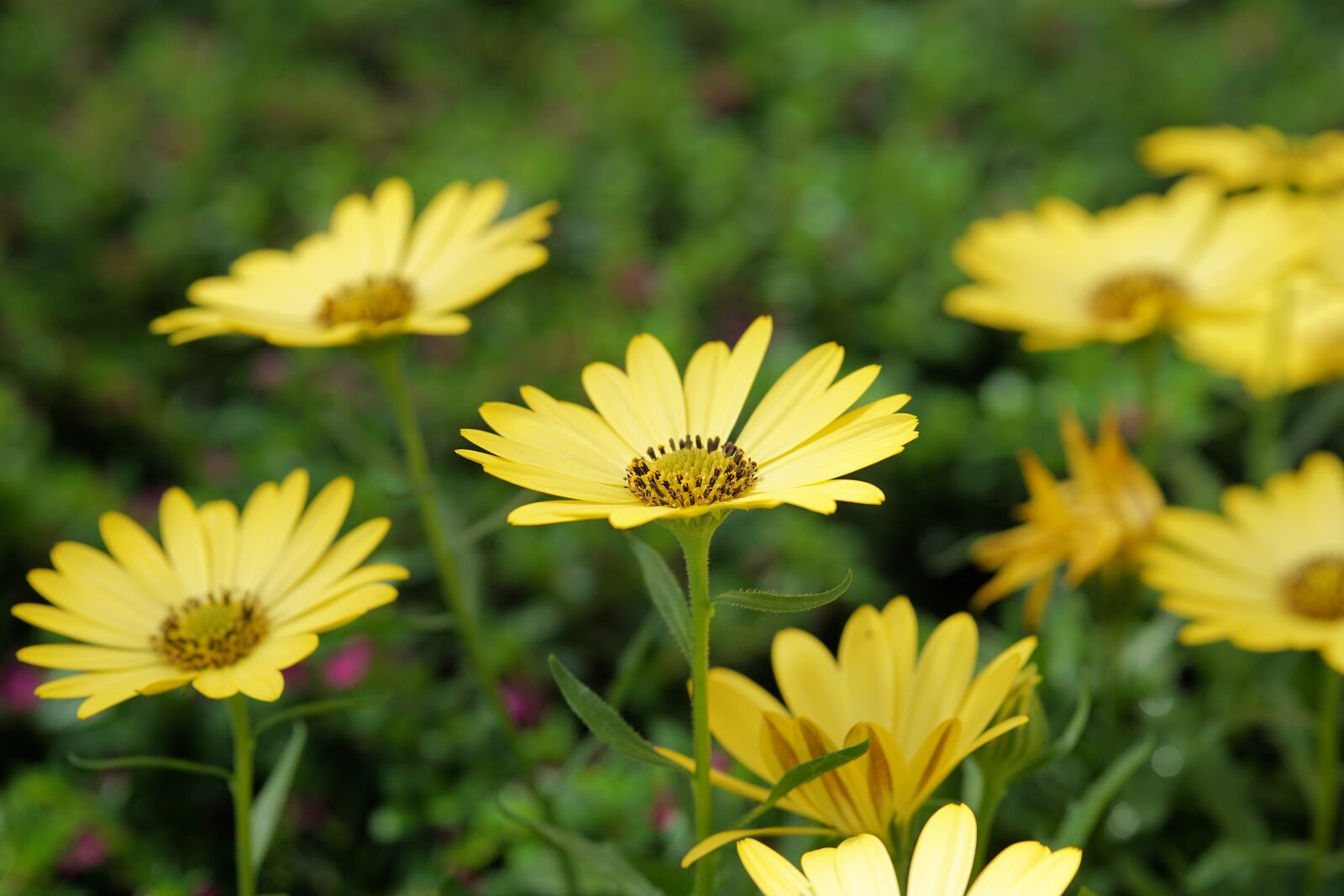 Sony a6000 + E 60mm F2.8 sample photo. Flower, blossom, bloom photography