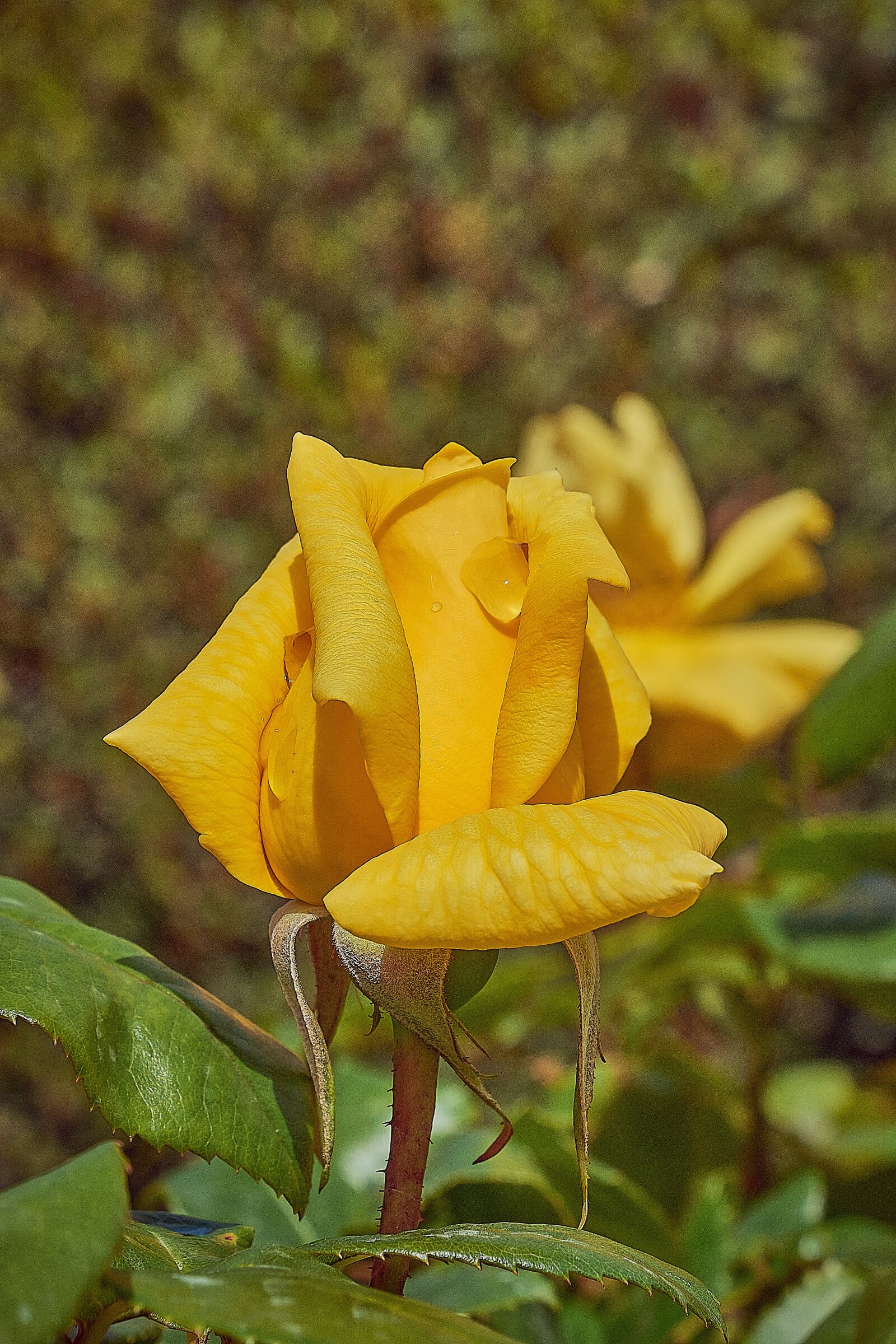 Nikon D7200 sample photo. Rosa, yellow, roses photography