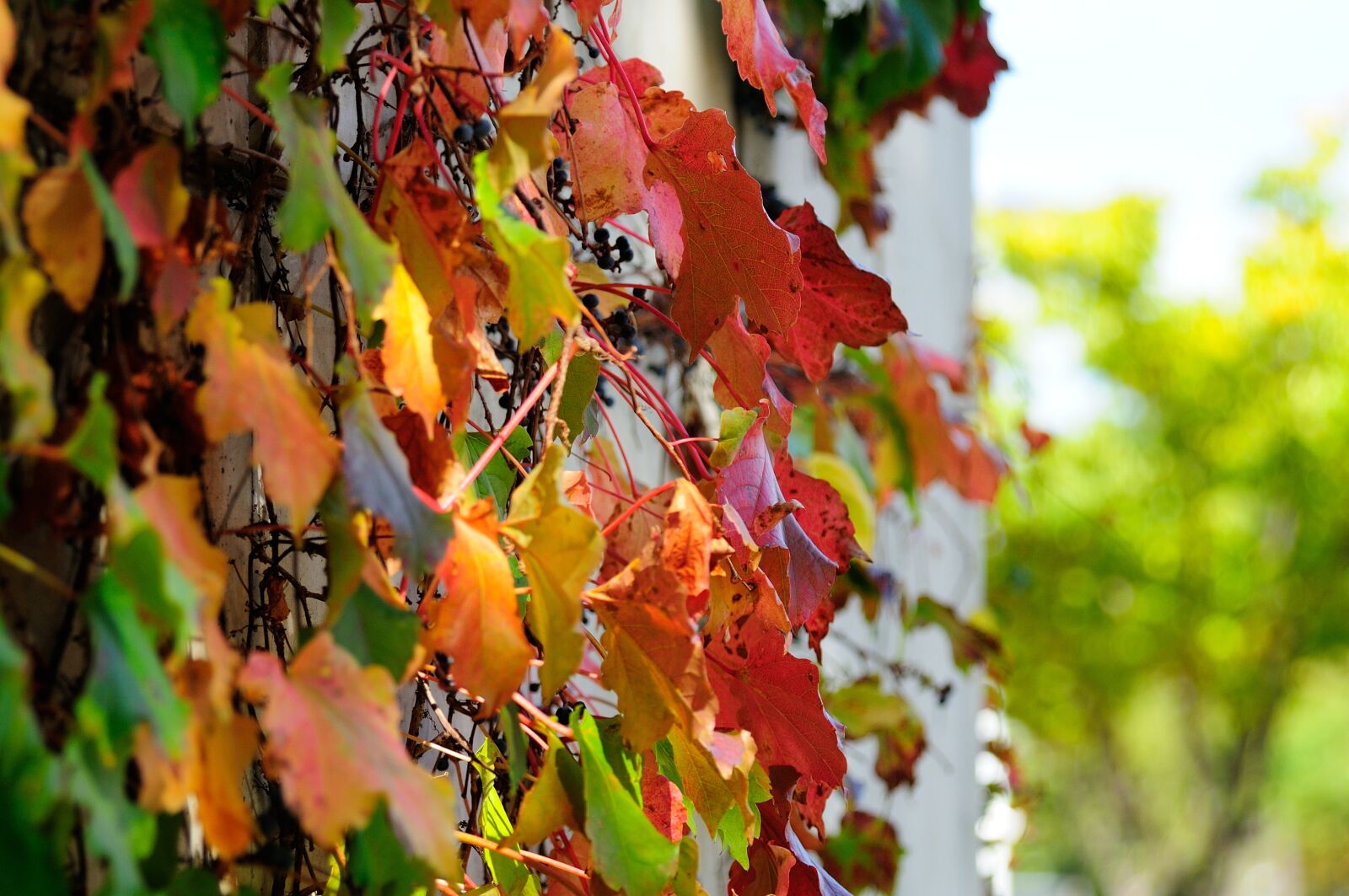 Nikon D300 sample photo. Plants, nature, wall photography