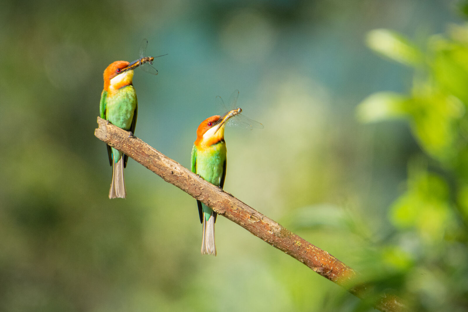 Nikon D7500 sample photo. Green bee eater photography