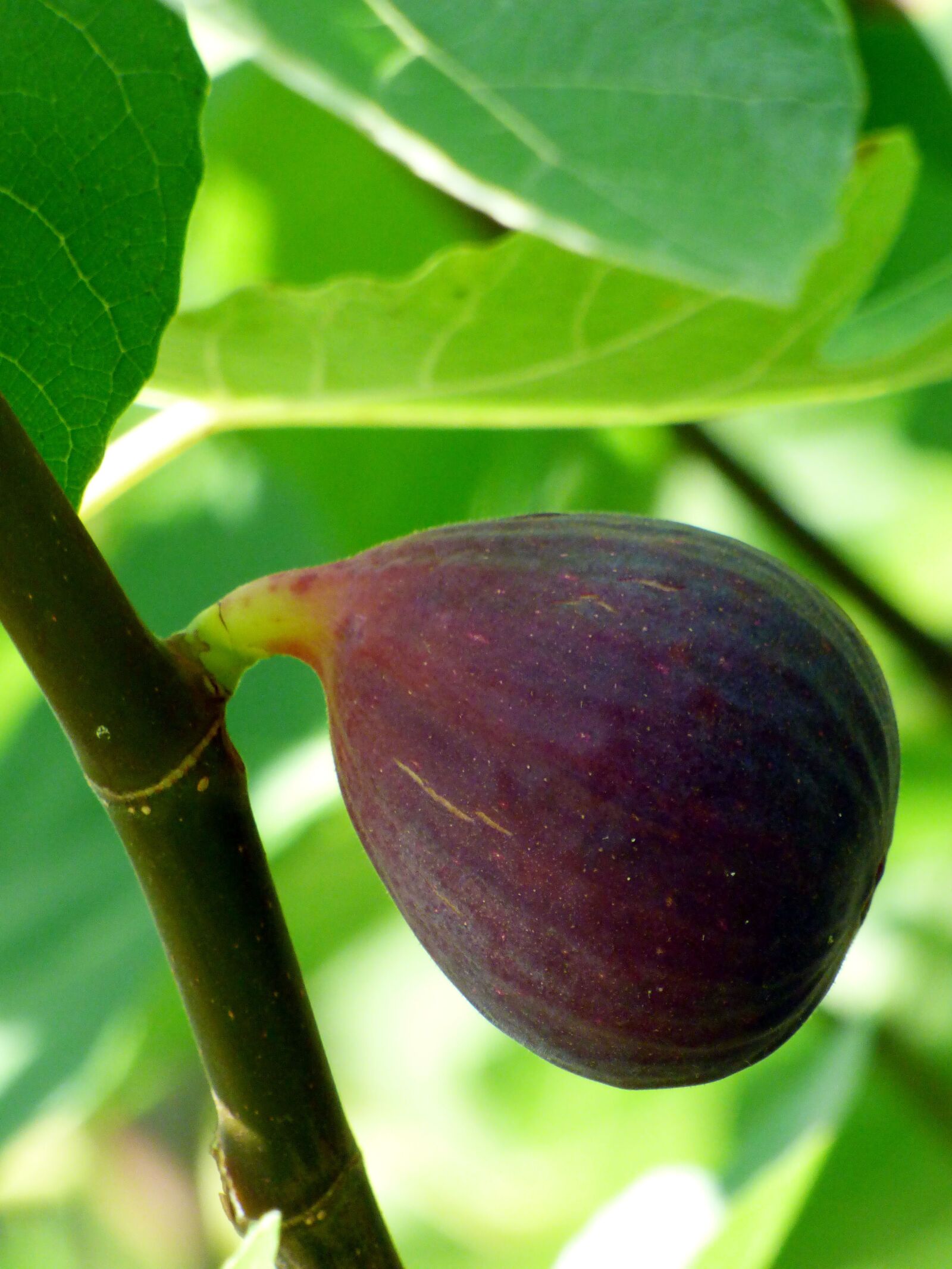 Panasonic DMC-FZ72 sample photo. Fig, fruit, food photography