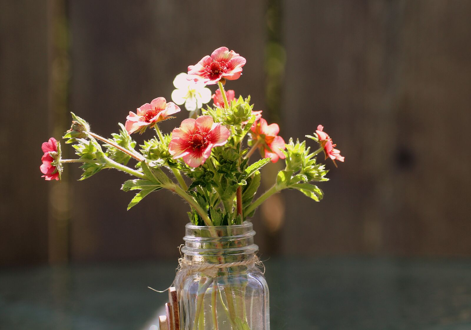 Canon EOS 1200D (EOS Rebel T5 / EOS Kiss X70 / EOS Hi) sample photo. A small bunch, garden photography