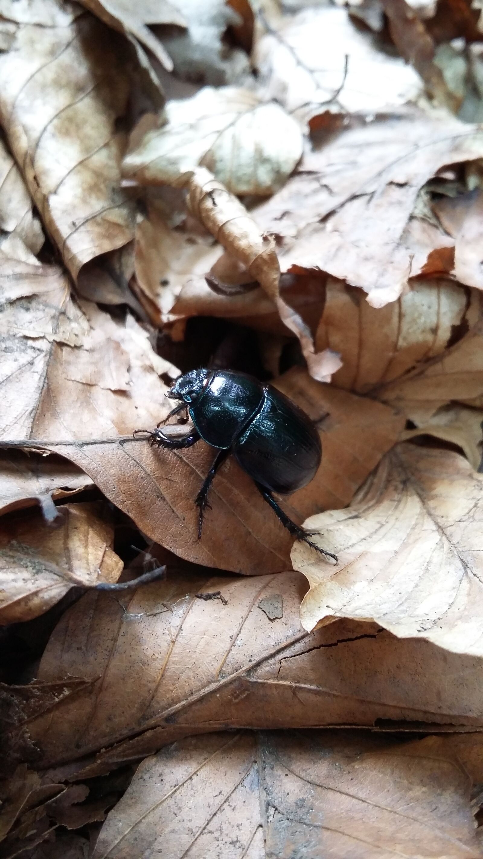 Samsung Galaxy A3 sample photo. Beetle, black, insects photography