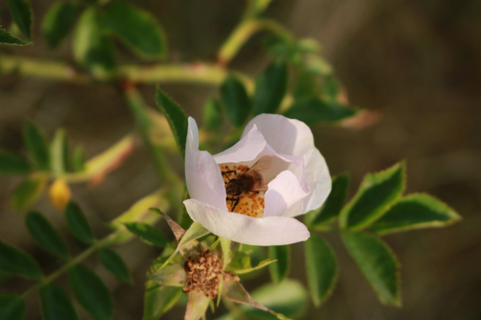 Canon EOS 750D (EOS Rebel T6i / EOS Kiss X8i) + Canon EF-S 18-55mm F3.5-5.6 IS STM sample photo. Osa, flower, white photography