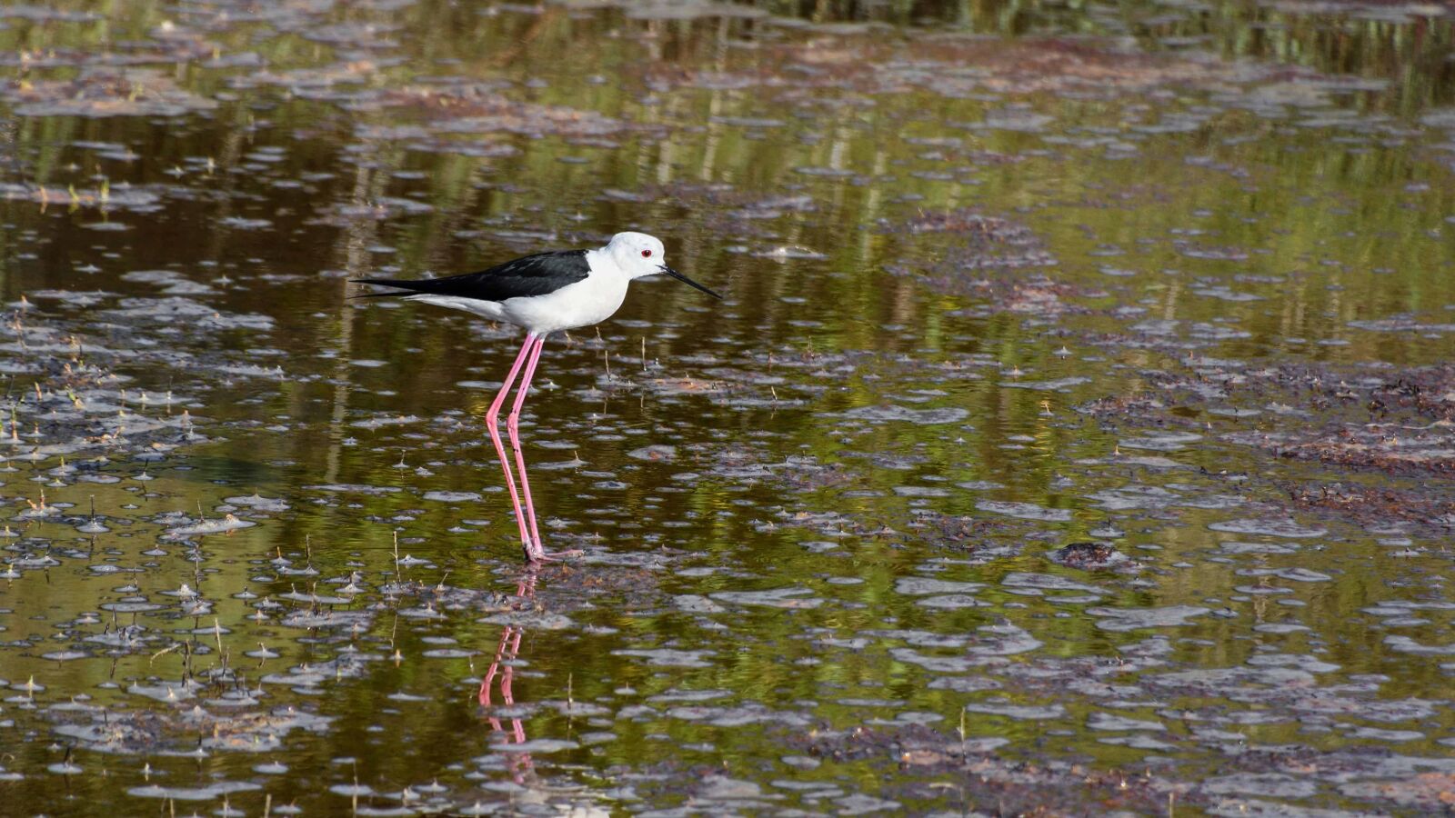 Nikon D500 sample photo. Water, bird, animal, lake photography