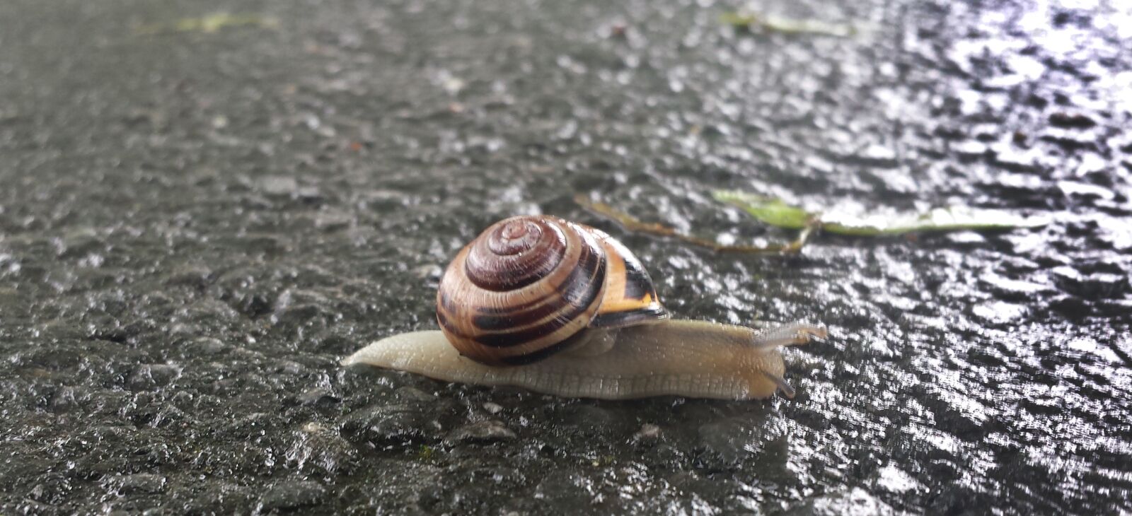 Samsung Galaxy S4 sample photo. Animal, snail, shell photography