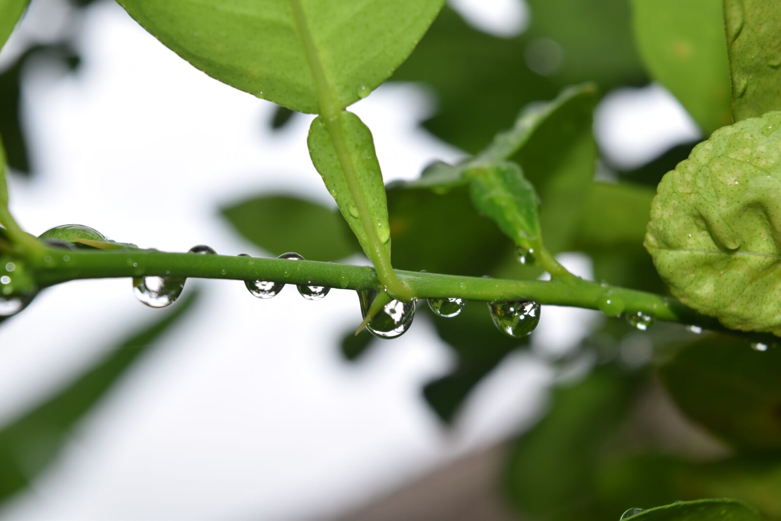 Nikon D3300 sample photo. Nature, water, fresh photography