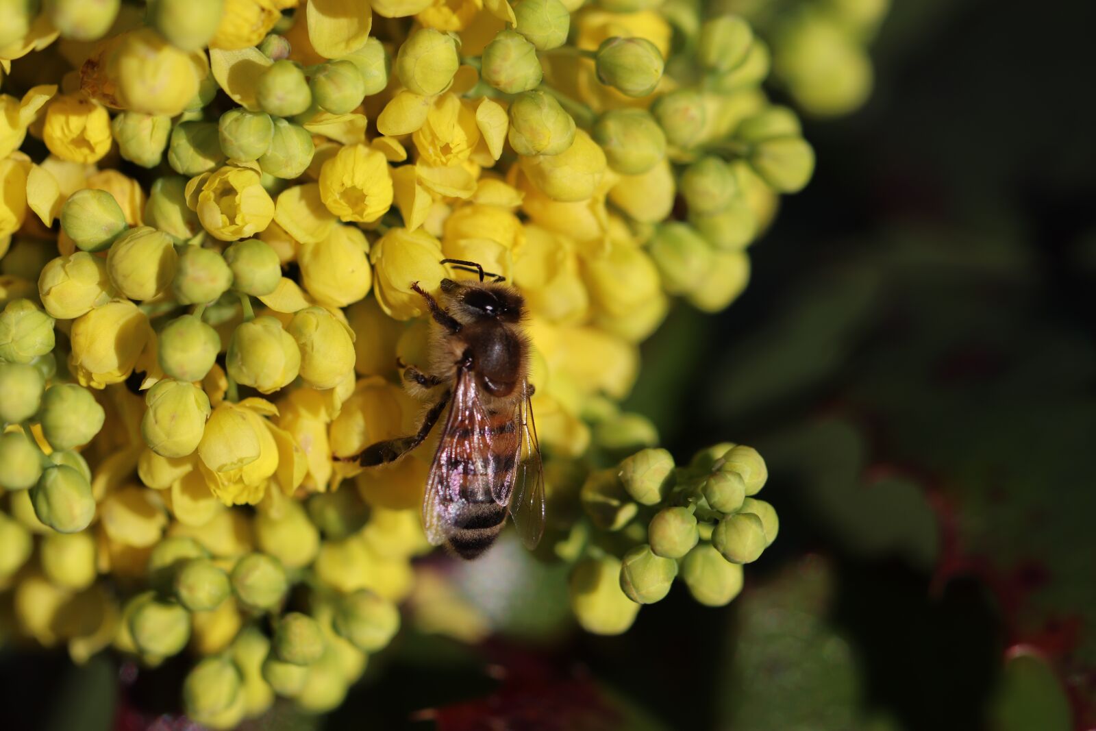 Canon EOS 800D (EOS Rebel T7i / EOS Kiss X9i) sample photo. Bee, insects, forage photography