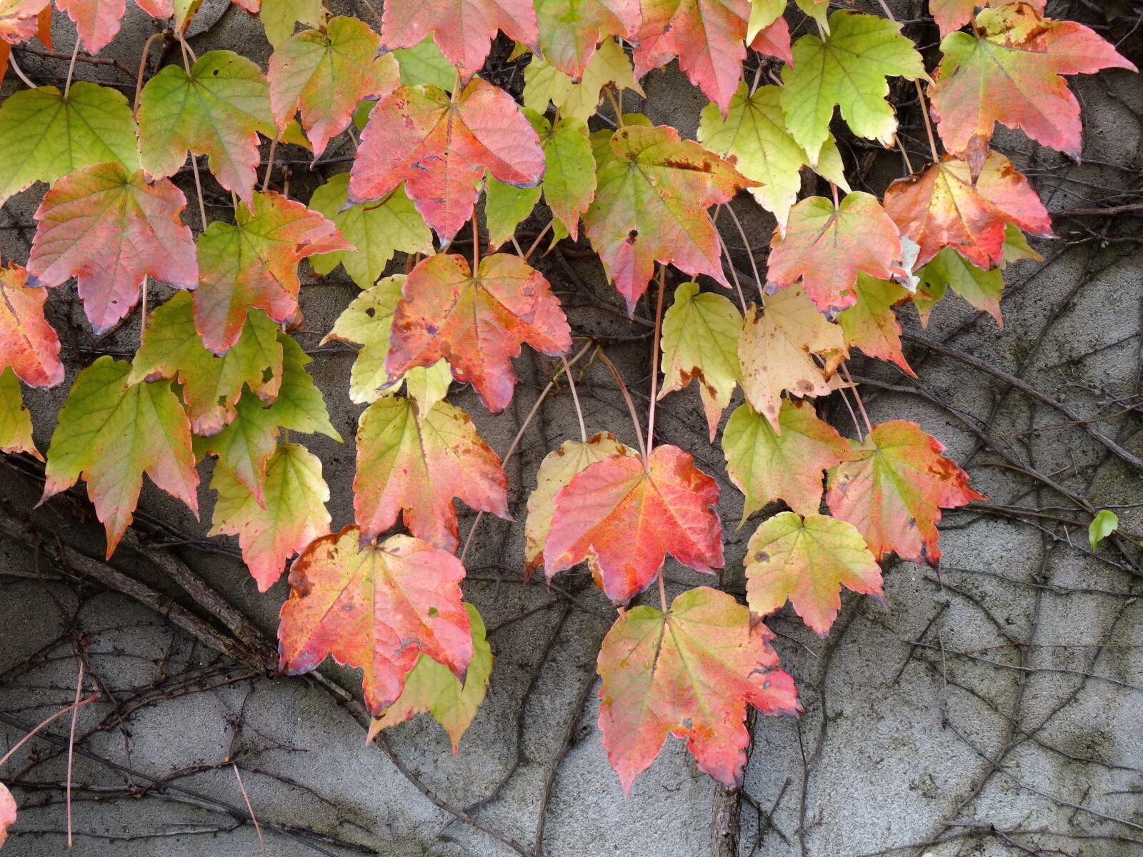 Sony DSC-HX50 sample photo. Vine, vine leaf, creeper photography