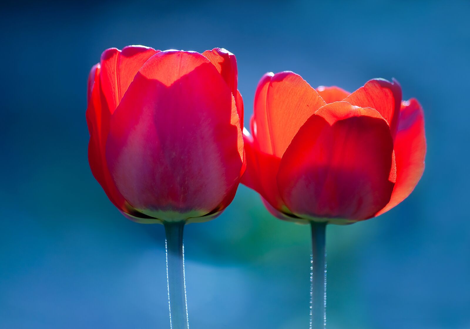 Nikon D80 sample photo. Flower, nature, tulip photography