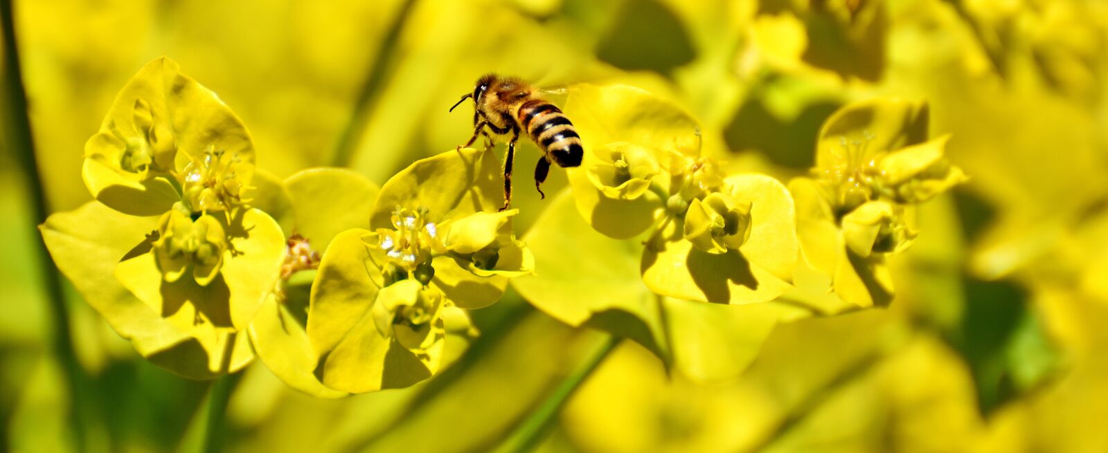 Nikon D7200 sample photo. Flowers, summer, yellow photography