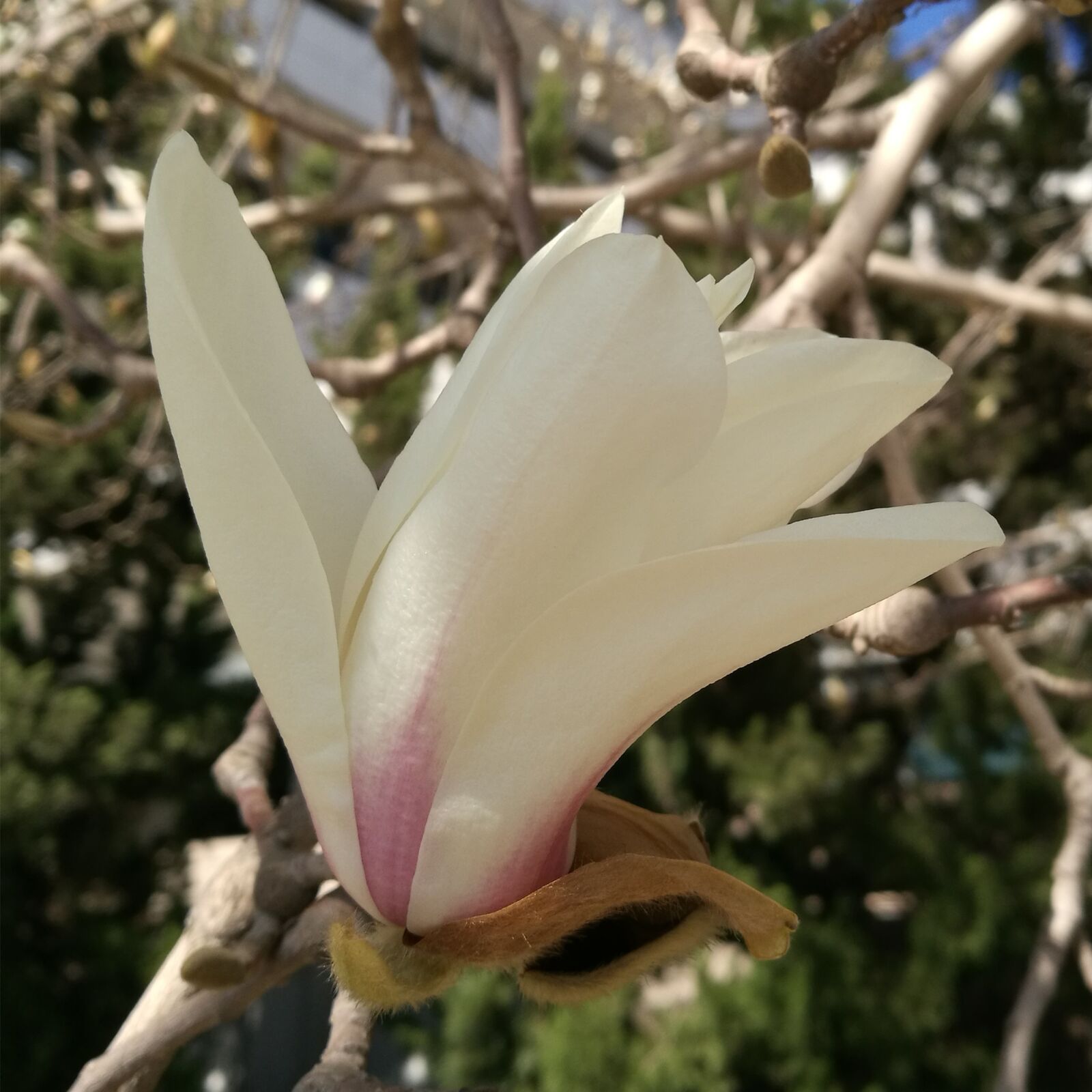 HUAWEI P9 sample photo. Magnolia flower, spring, bloom photography