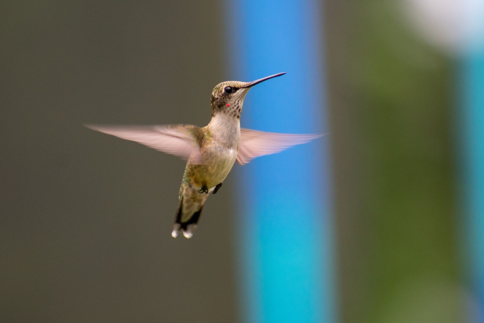 Nikon D3400 sample photo. Bird, nature, hummingbird photography
