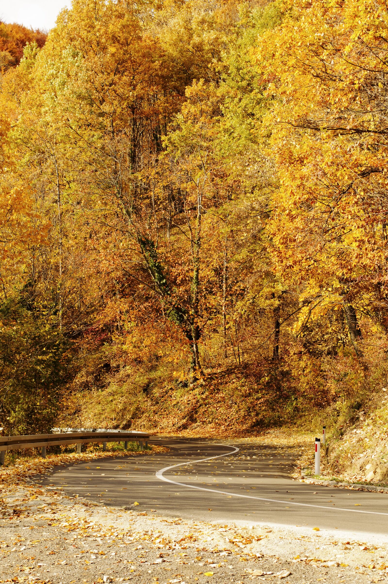 Nikon D5000 sample photo. Empty, road, autumn photography