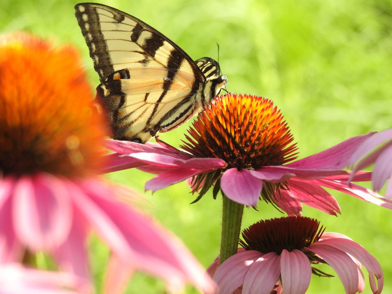 Nikon Coolpix P900 sample photo. Swallowtail, cone flower, pink photography
