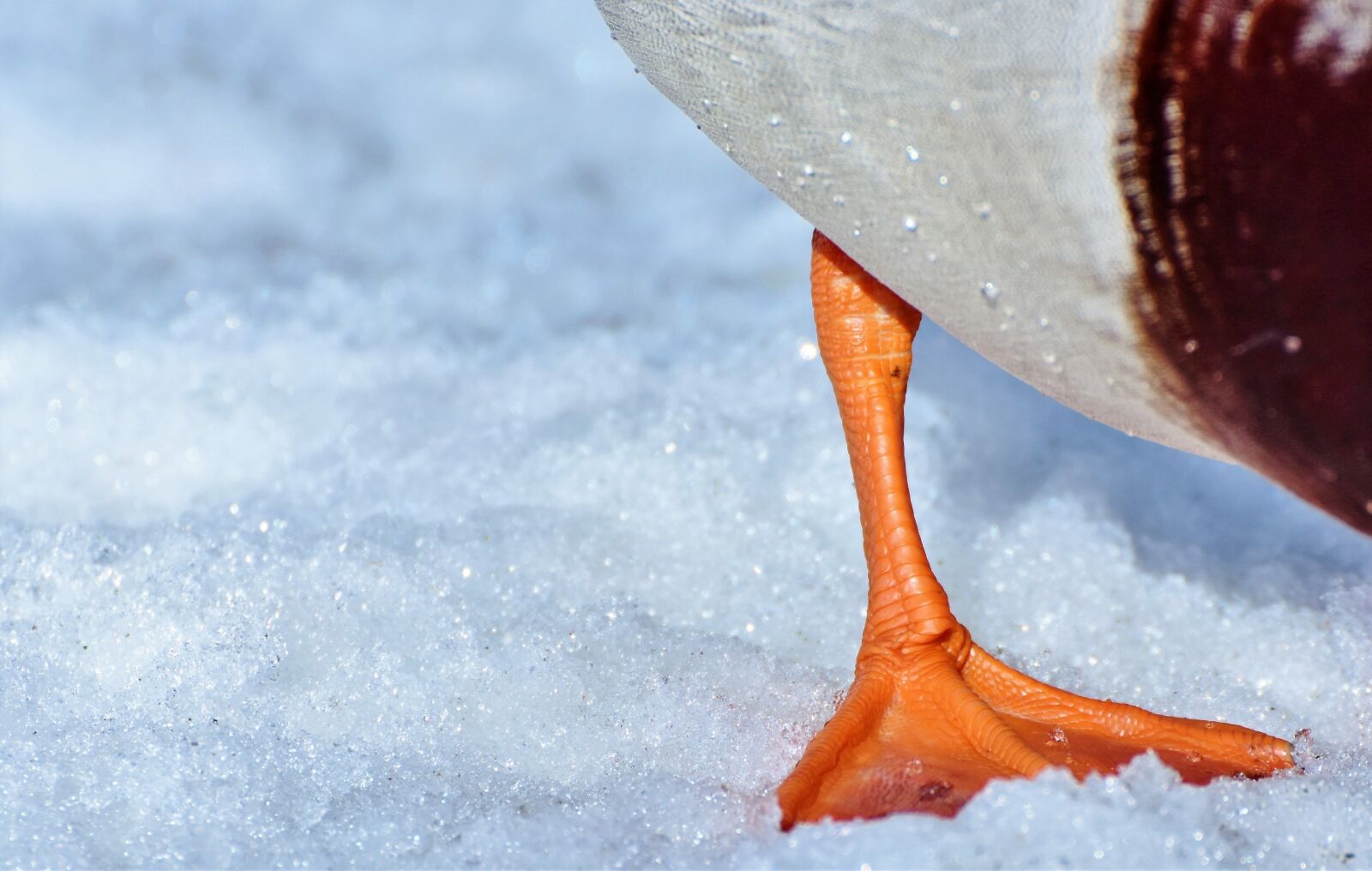 Nikon D7200 sample photo. Duck foot, duck fin photography