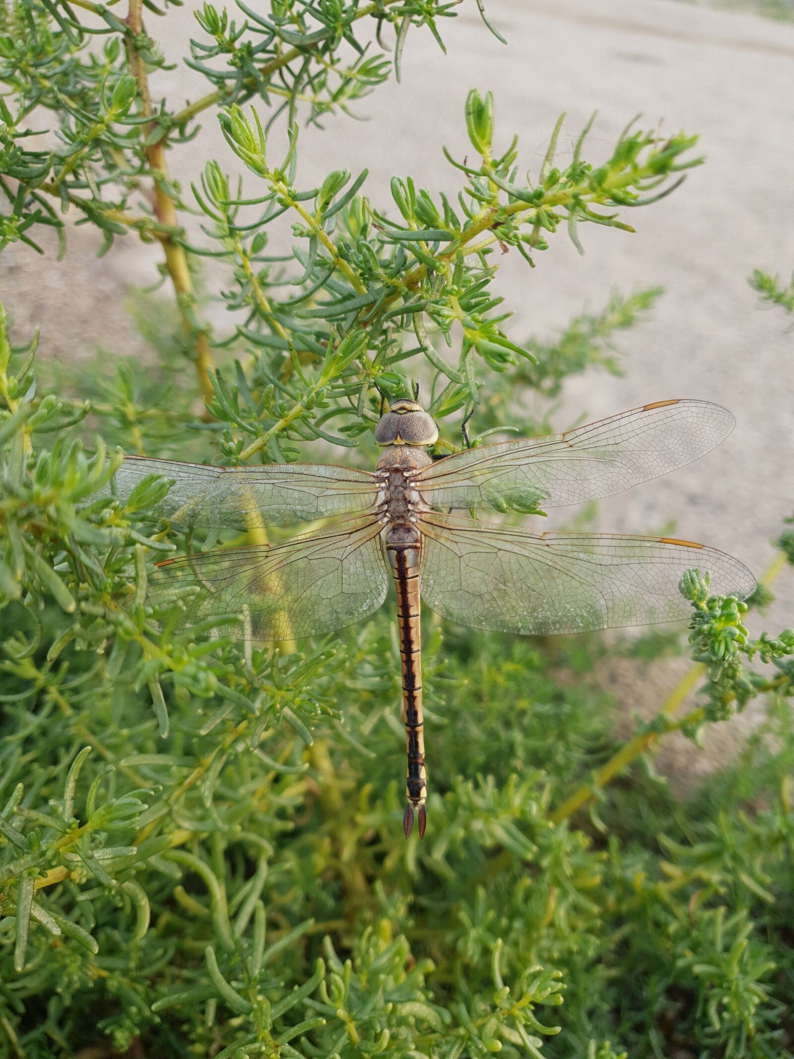 Samsung Galaxy Note9 sample photo. Insect, dragonfly, dragon-fly photography