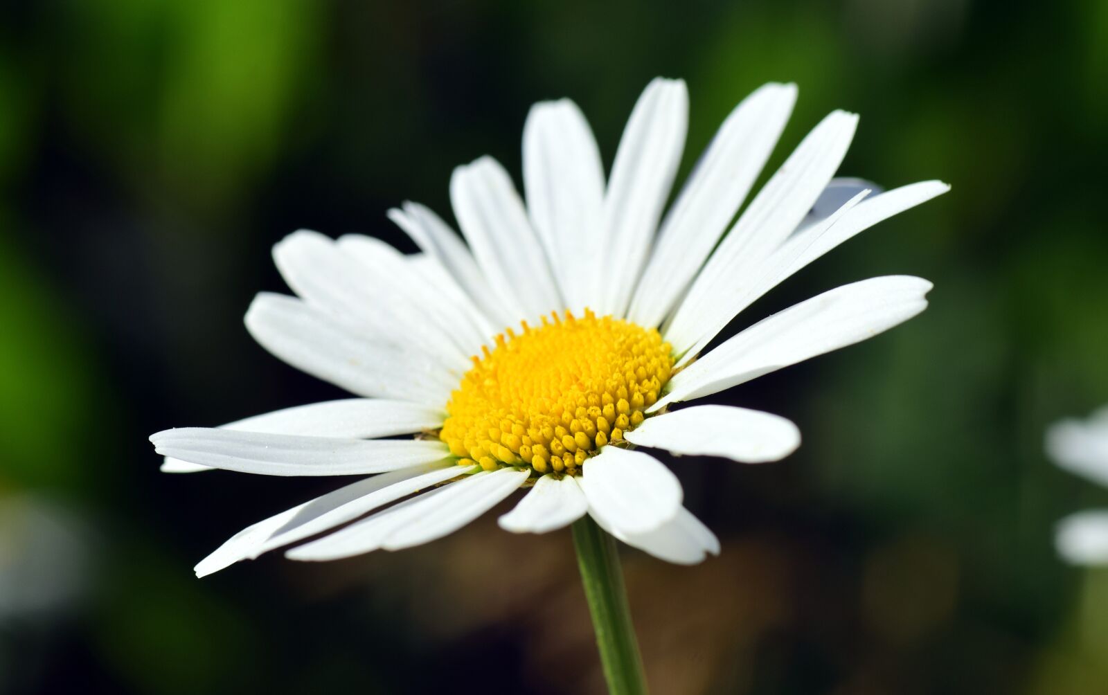 Nikon D3300 sample photo. Marguerite, flower, blossom photography