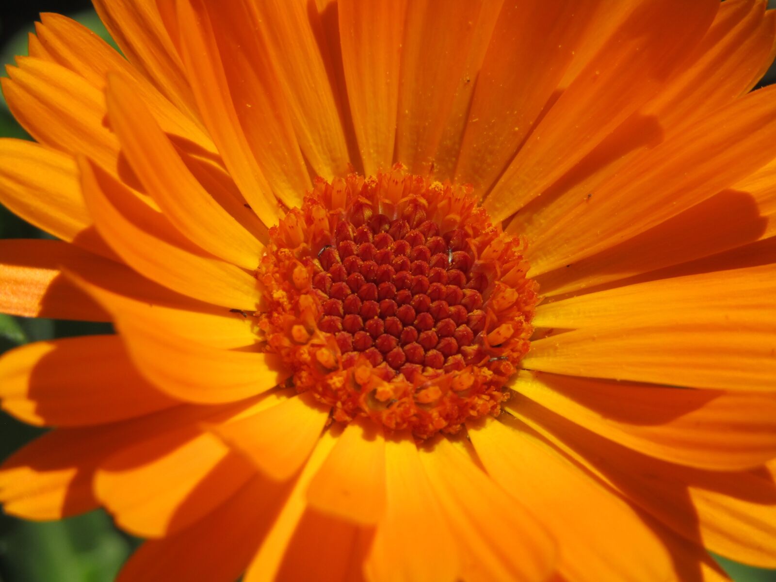 Canon PowerShot SX410 IS sample photo. Marigold, orange blossom, macro photography