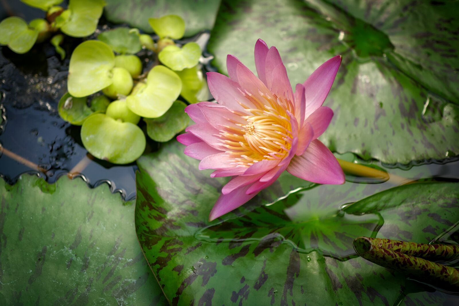 Panasonic Lumix DMC-GX8 sample photo. Flower, plant, nature photography