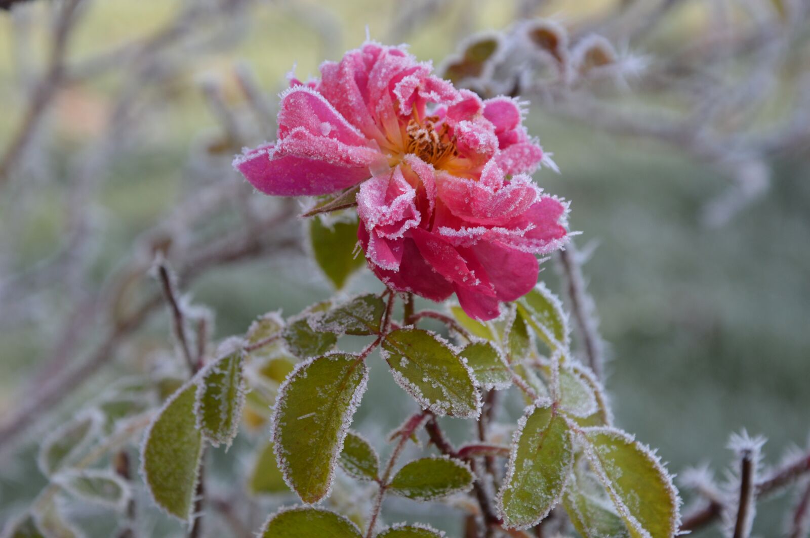 Nikon D3200 sample photo. Rose, frost, ripe photography