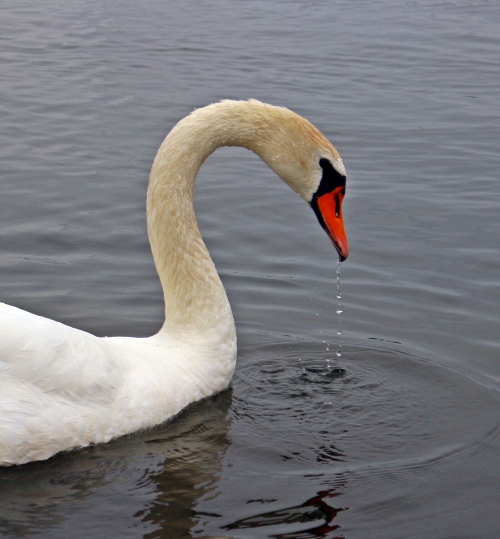 Canon EOS 100D (EOS Rebel SL1 / EOS Kiss X7) sample photo. Bird, swan, water bird photography