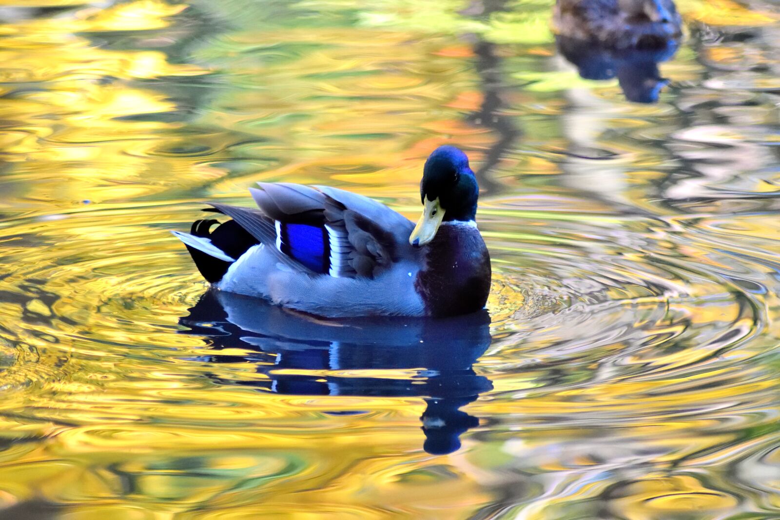 Nikon D3300 sample photo. Autumn, bird, duck, fall photography
