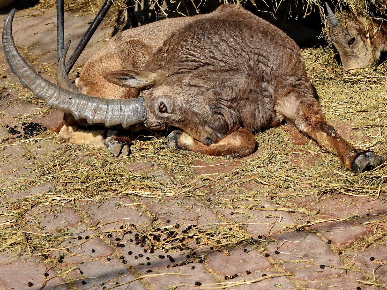 Nikon D5500 sample photo. Goat, horn, livestock, longhorn photography