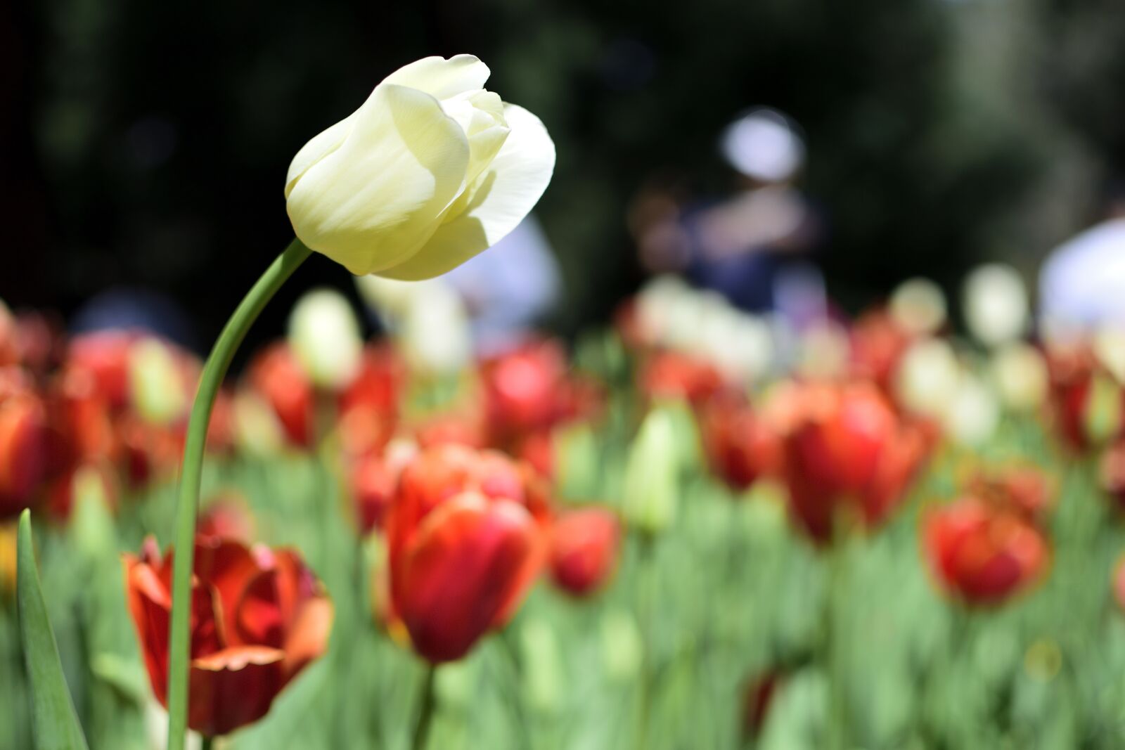 Nikon D5300 sample photo. Tulip, plant, flora photography