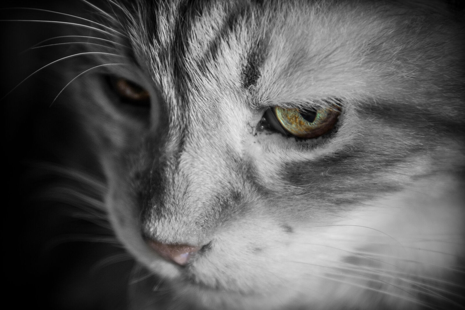 Nikon D600 sample photo. Black, and, white, eyes photography