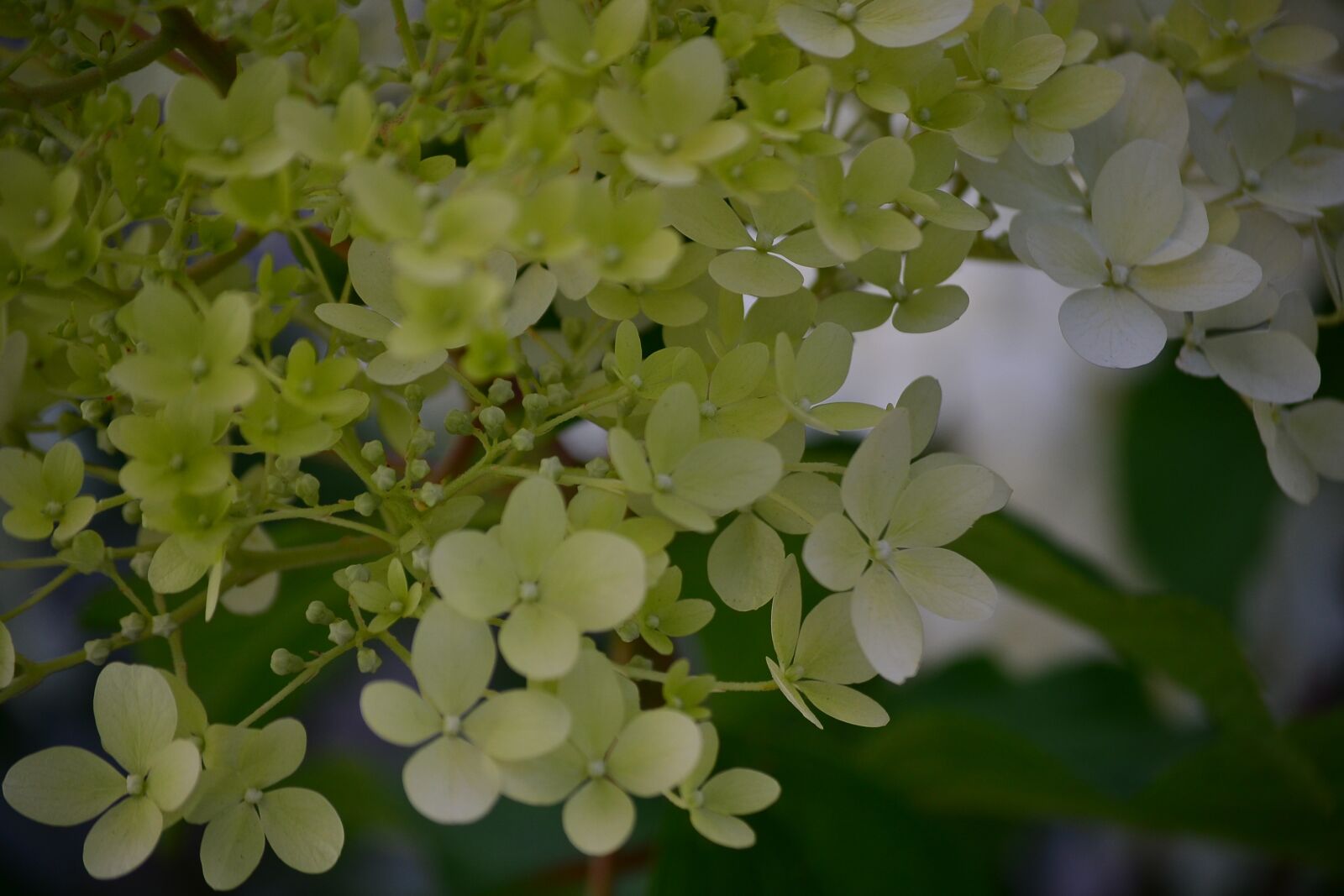 Nikon D3100 sample photo. Flowers, plants, beautiful photography