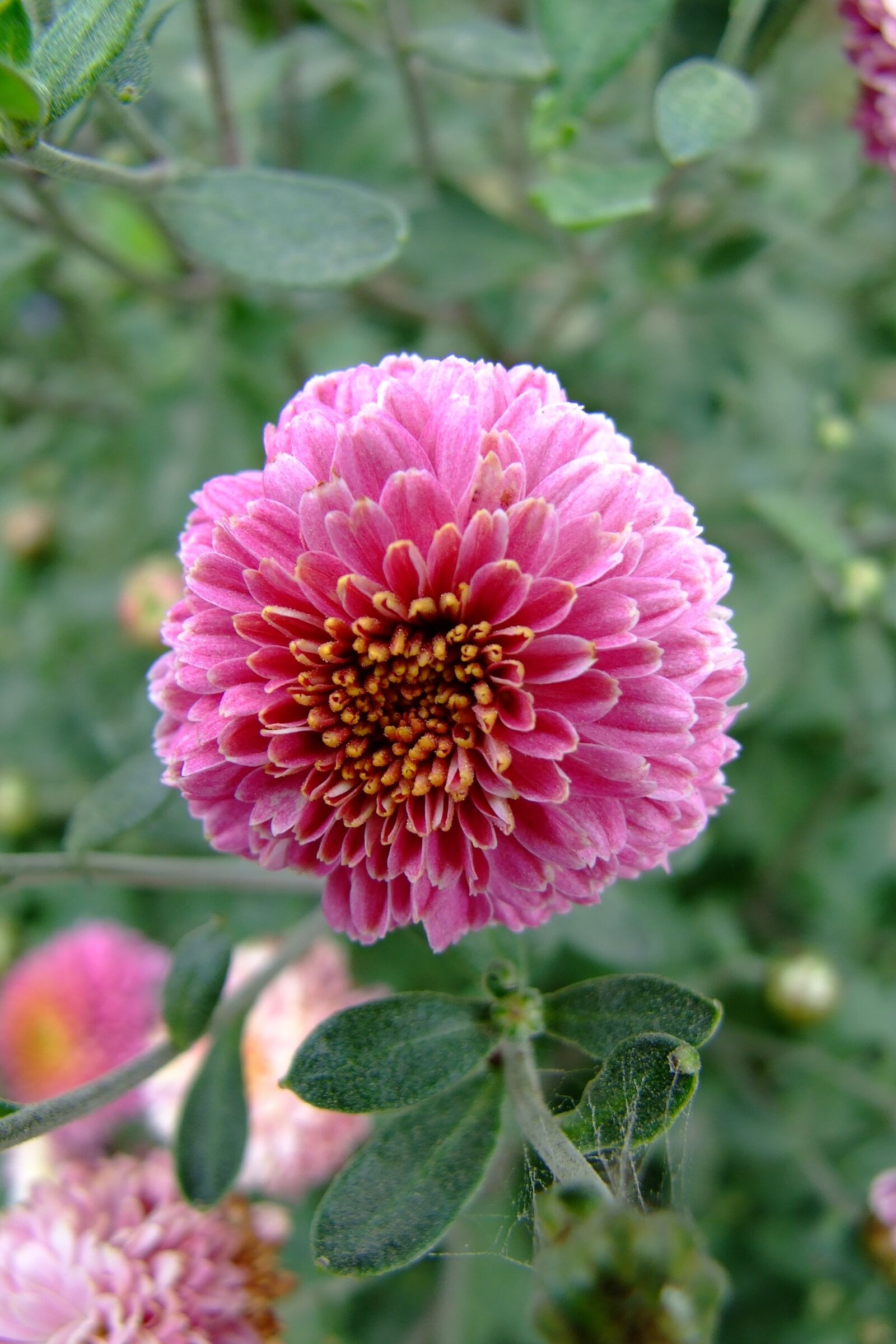 Fujifilm FinePix S6500fd sample photo. Flower, zinnia, astra photography
