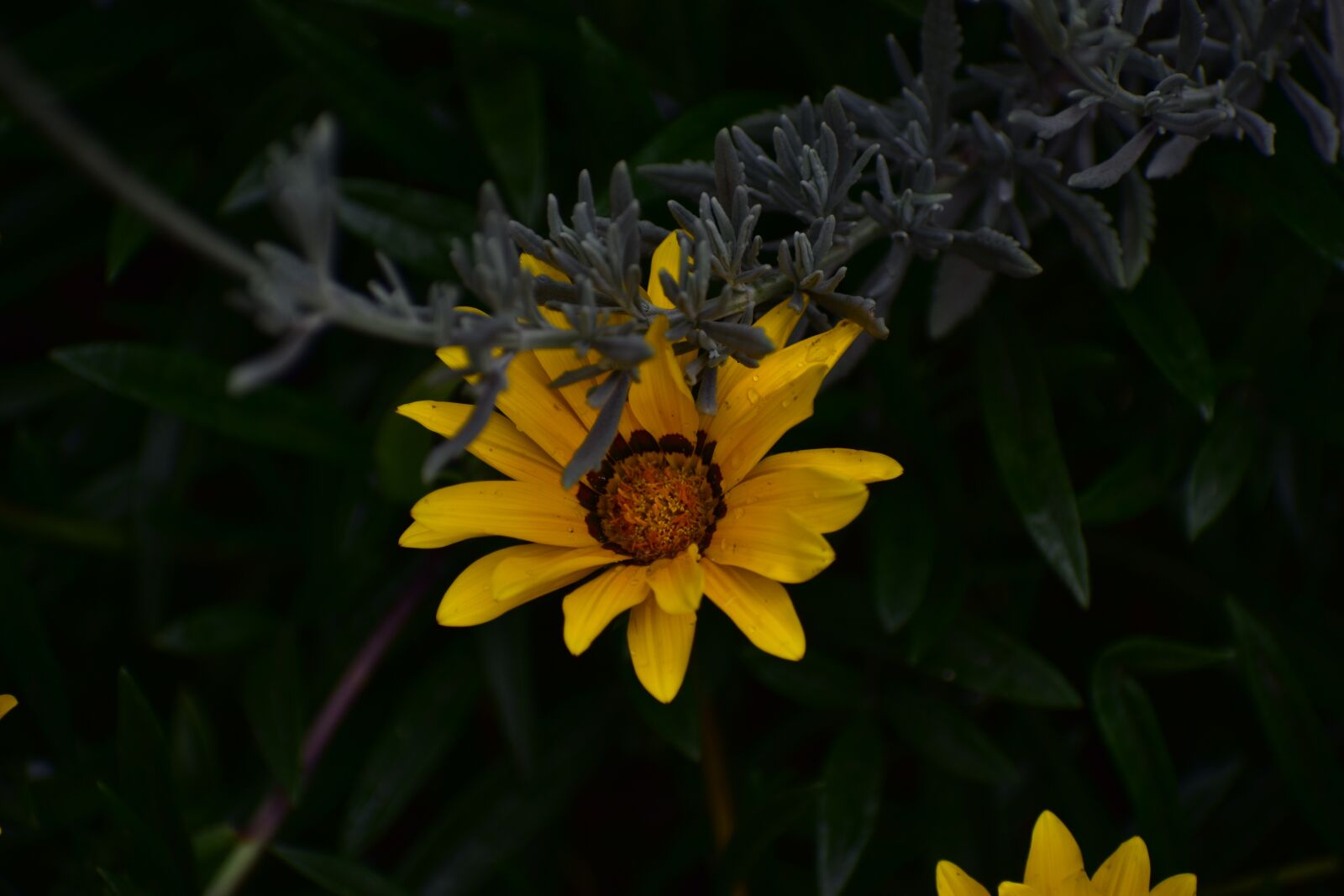 Nikon D3400 sample photo. Plant, flower, nature photography