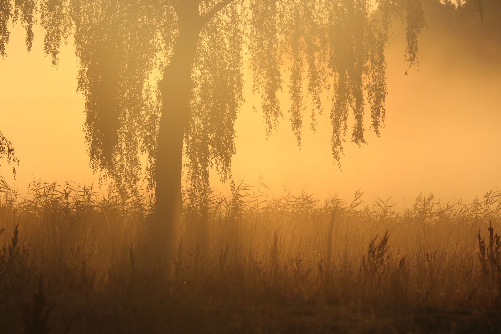 Canon EF-S 55-250mm F4-5.6 IS STM sample photo. Morning mist, sunrise, mood photography