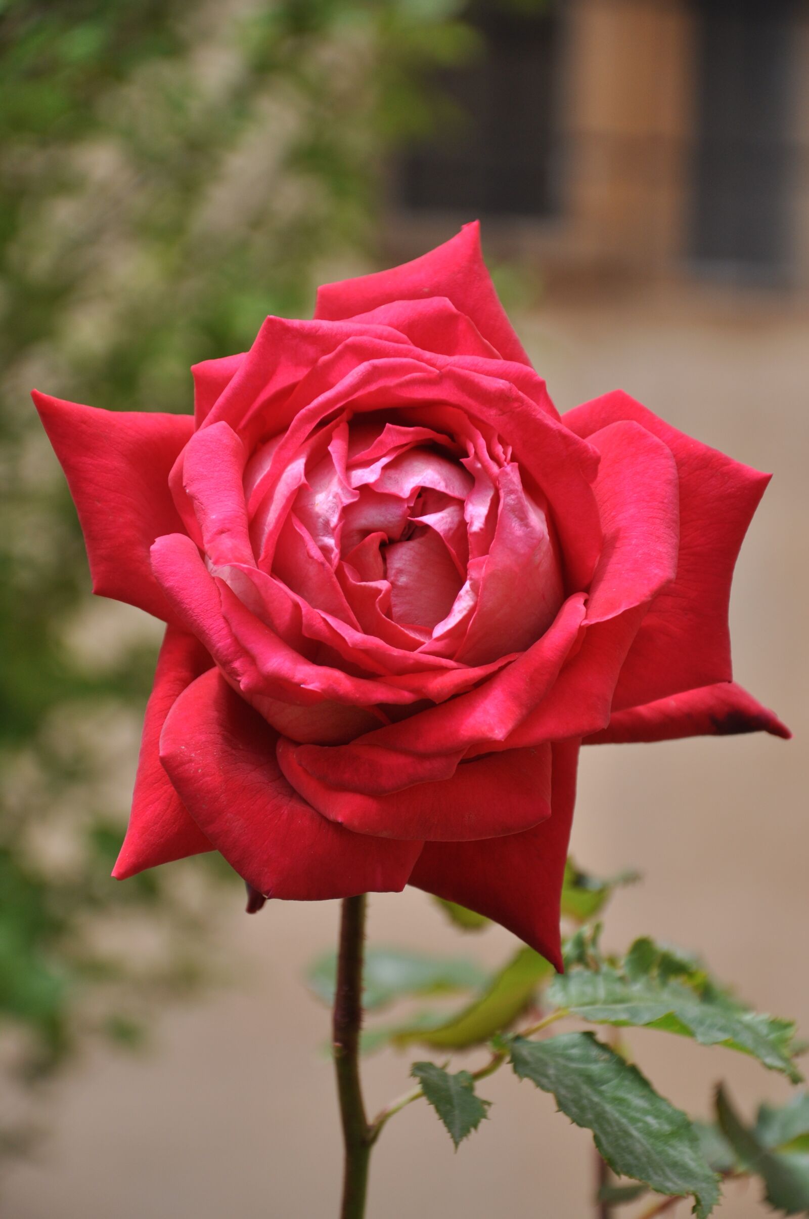 Nikon D90 sample photo. Rose, red rose, roses photography