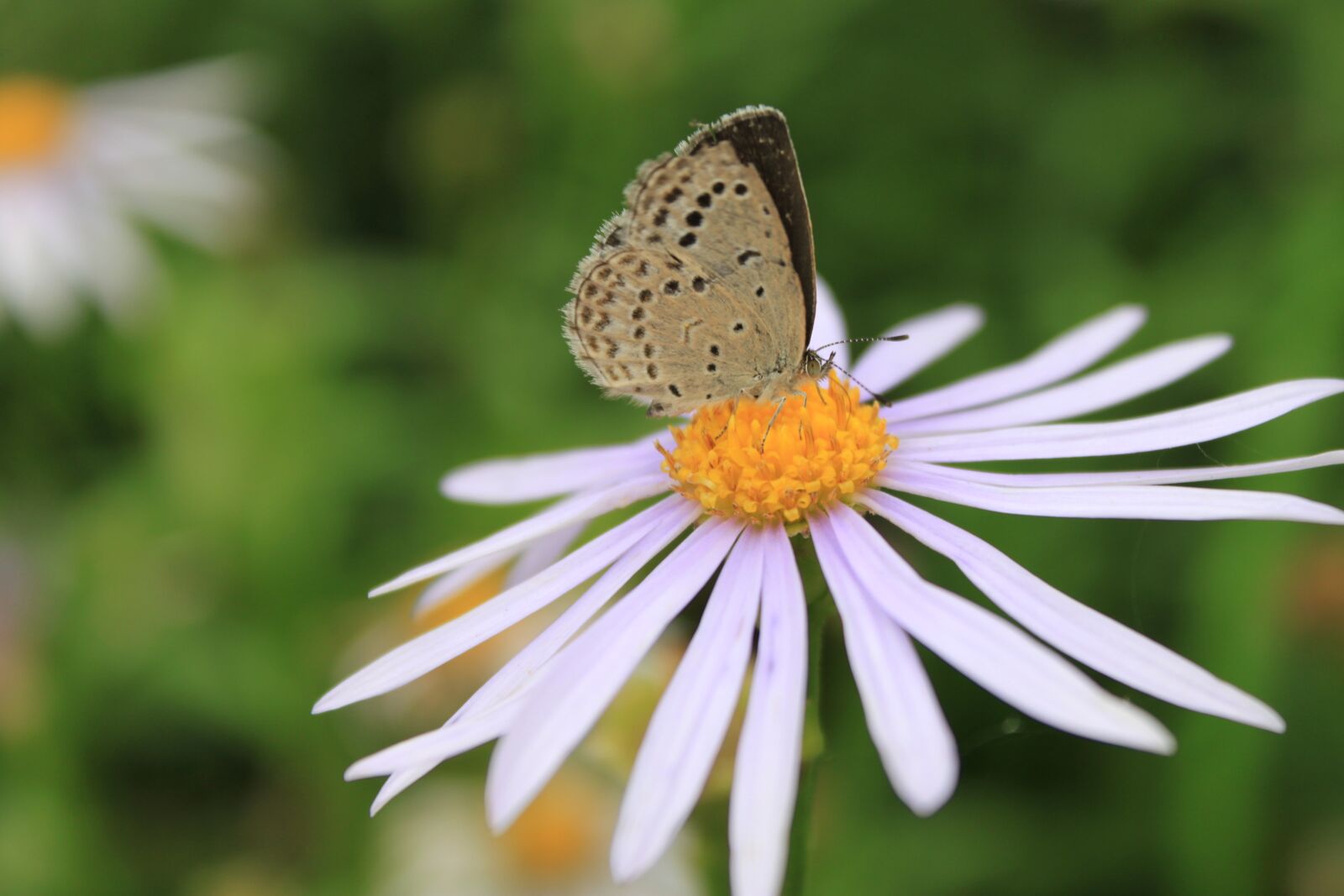 Canon EOS 500D (EOS Rebel T1i / EOS Kiss X3) sample photo. Chrysanthemum, daisy, flowers photography