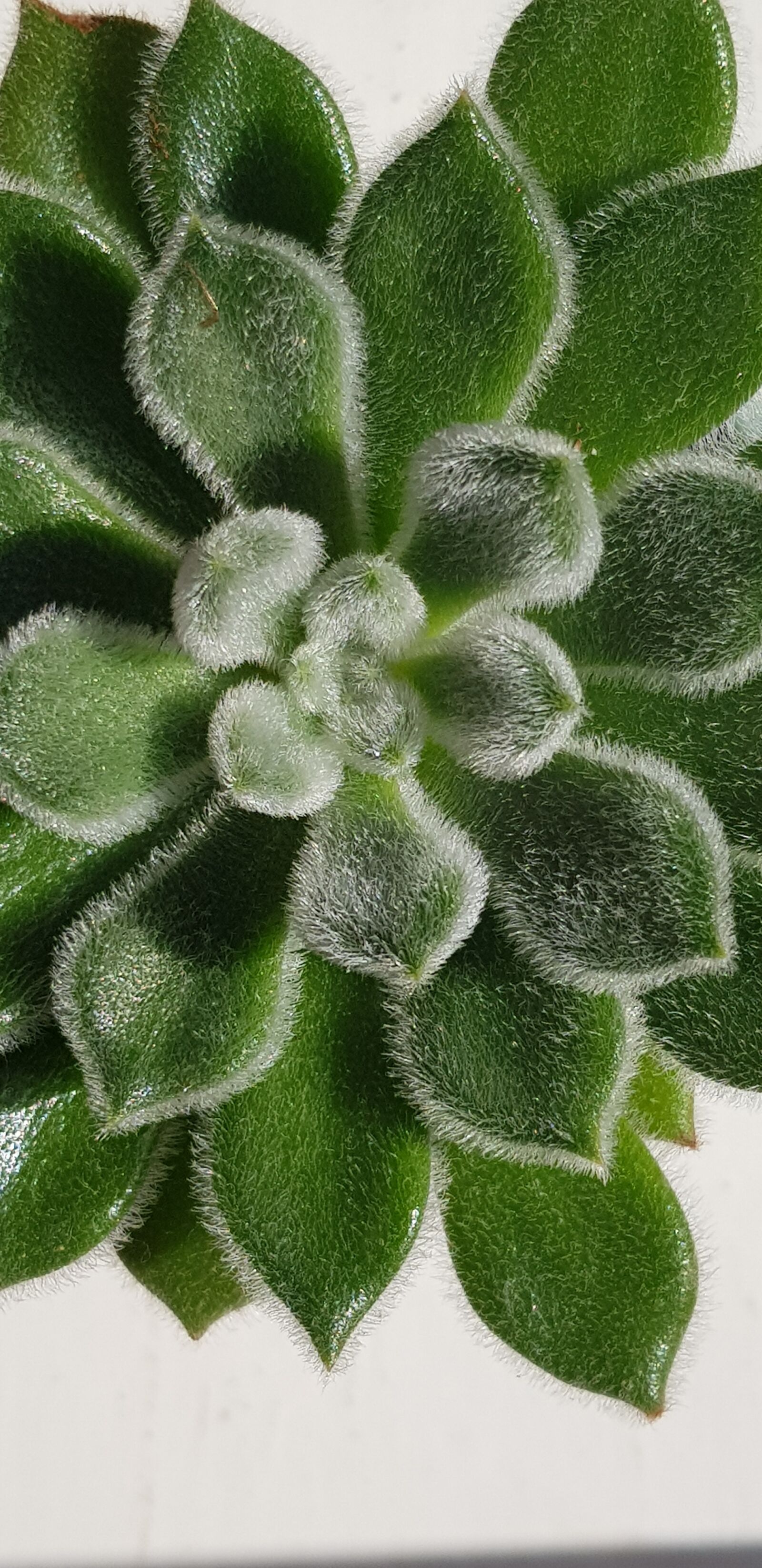 Samsung Galaxy S8 sample photo. Cactus, house plant, plant photography