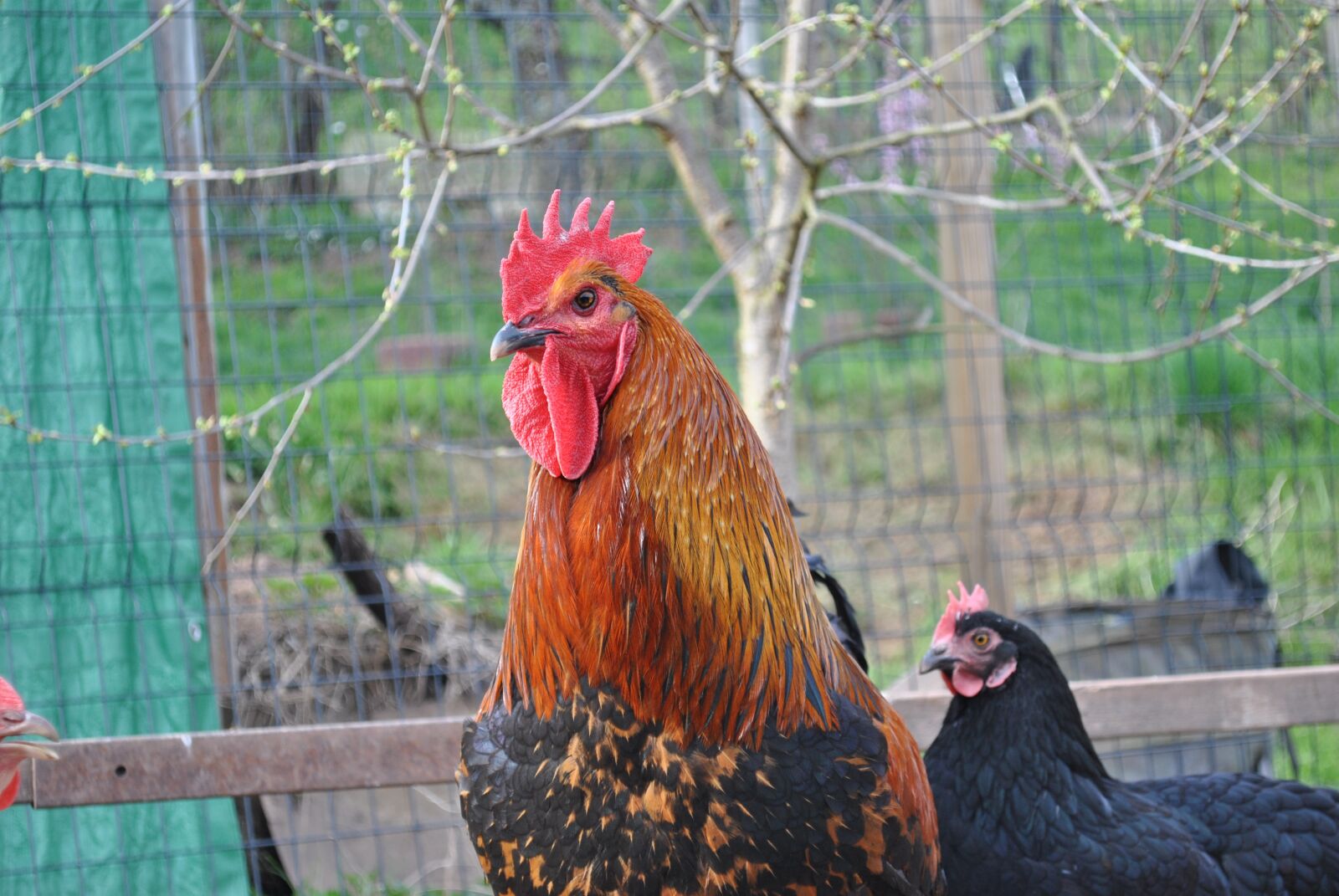 Nikon D3000 sample photo. Hahn, bird, nature photography