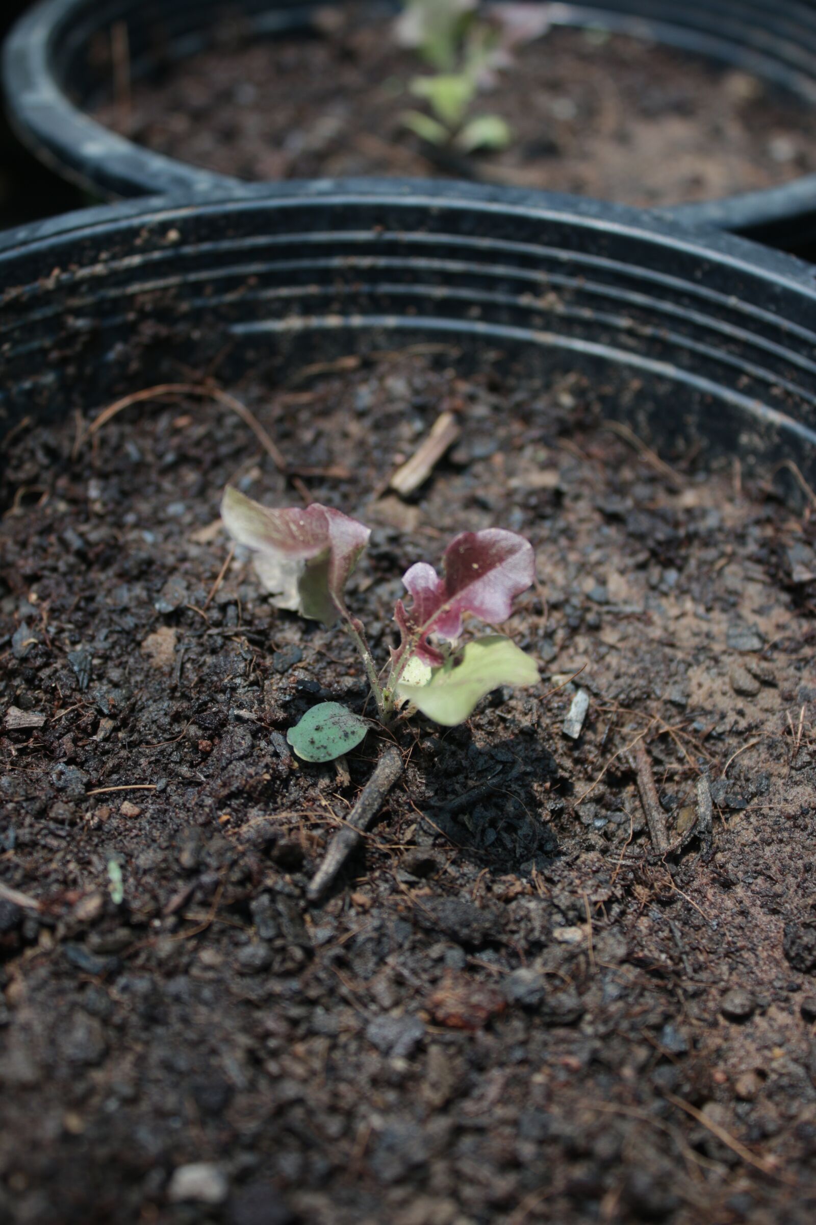 Canon EOS 70D + Canon EF-S 18-55mm F3.5-5.6 IS sample photo. Oak, vegetable, farming photography