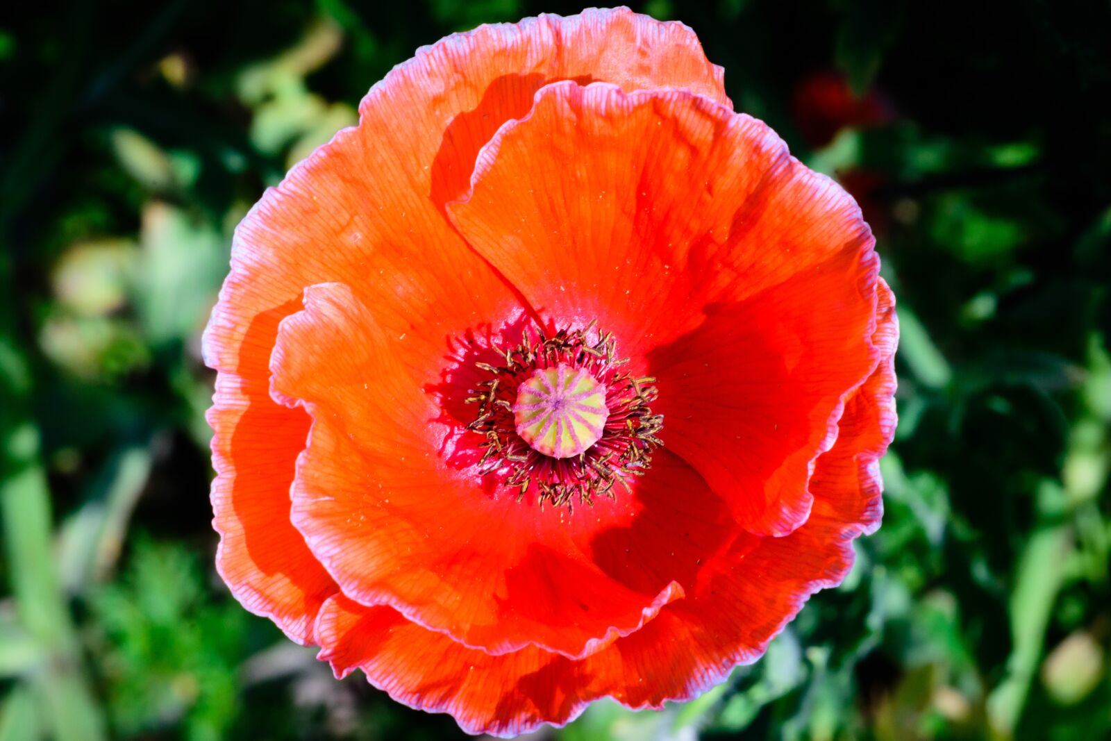 Nikon D7200 sample photo. Flowers, red, nature photography