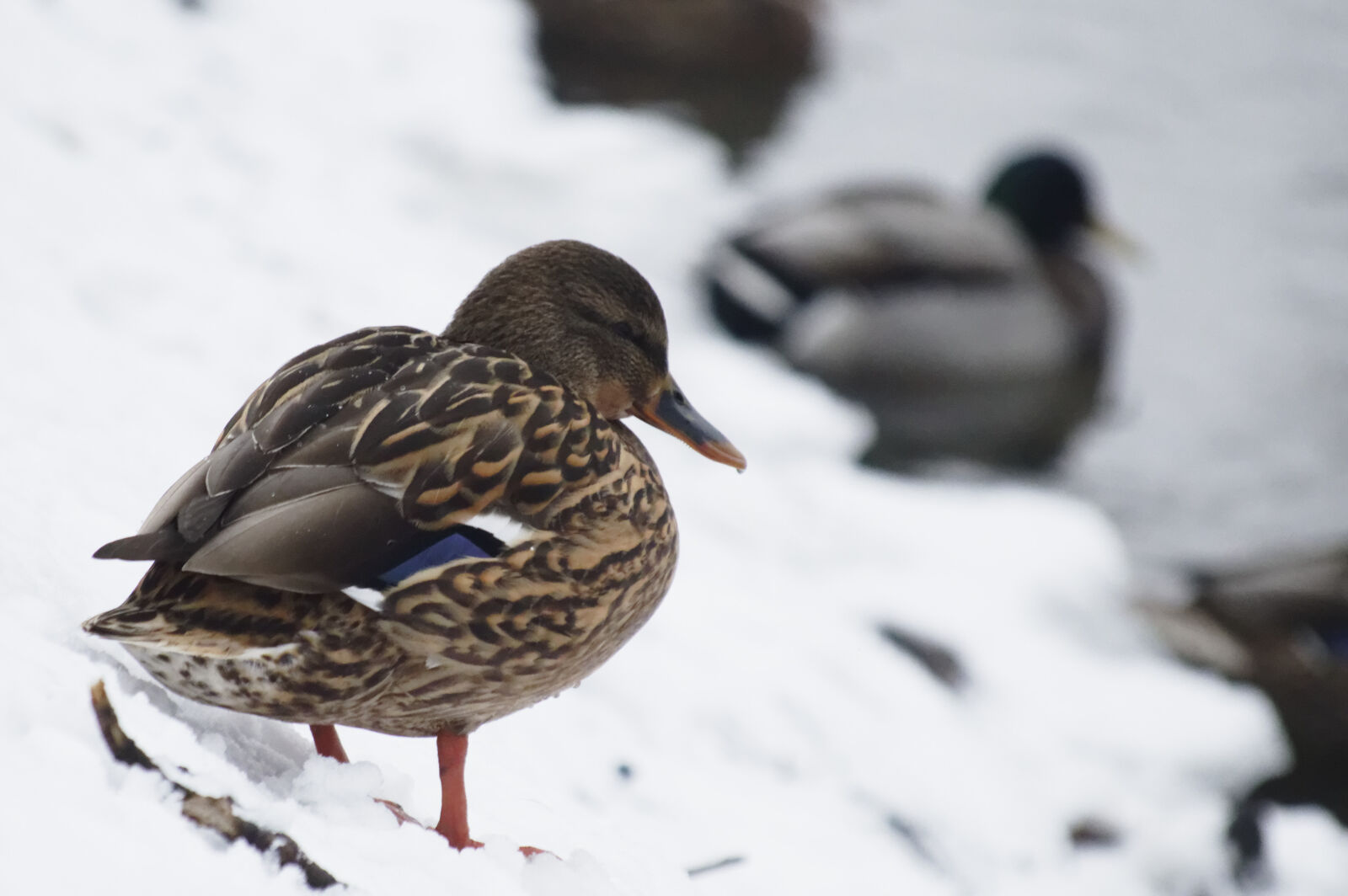 Nikon D3200 sample photo. Duck, snow, winter photography
