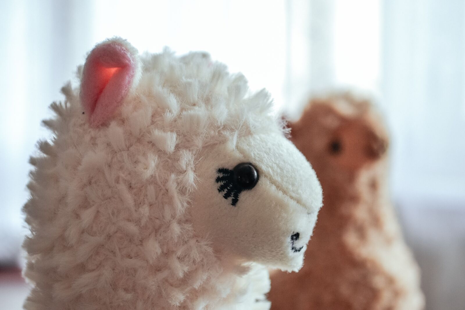Nikon D3100 sample photo. Adorable, alpaca, alpacas photography