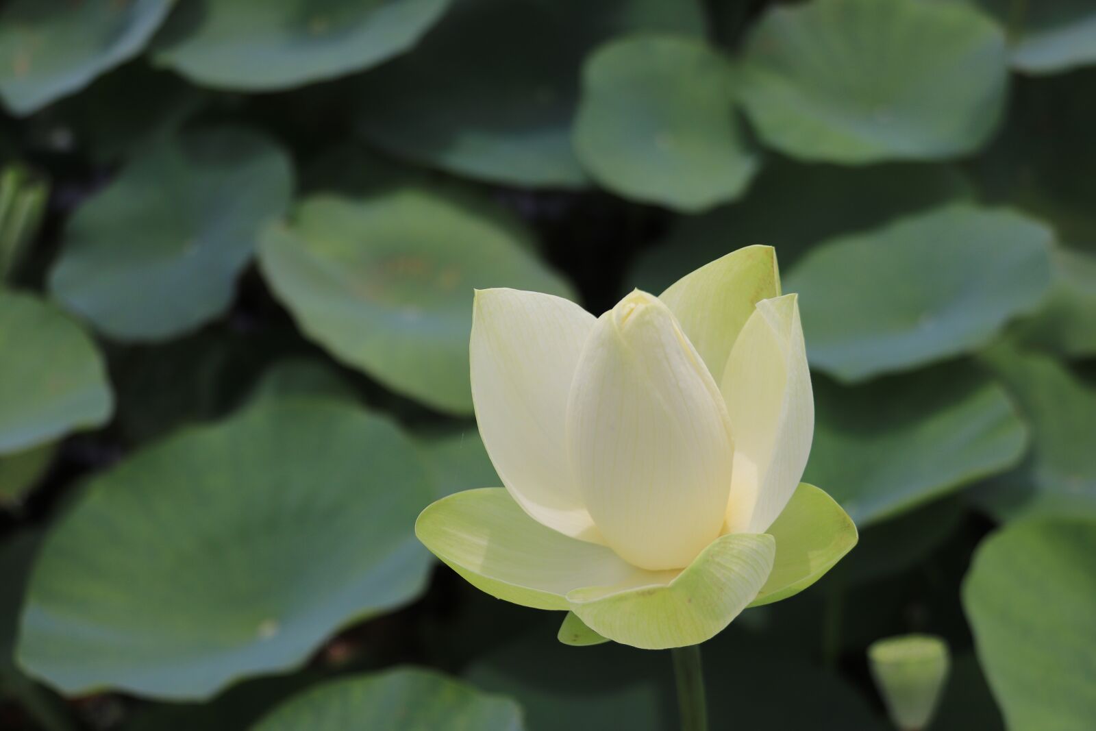 Canon EOS 800D (EOS Rebel T7i / EOS Kiss X9i) sample photo. Lotus, pond, flower photography