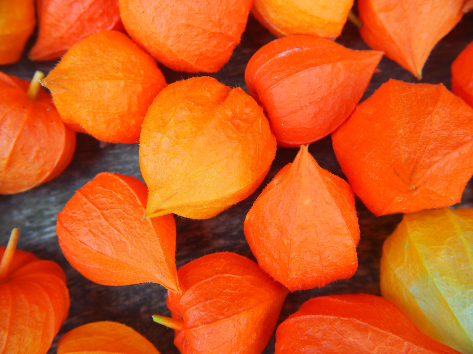 Olympus OM-D E-M10 sample photo. Autumn, orange, lampionblume photography