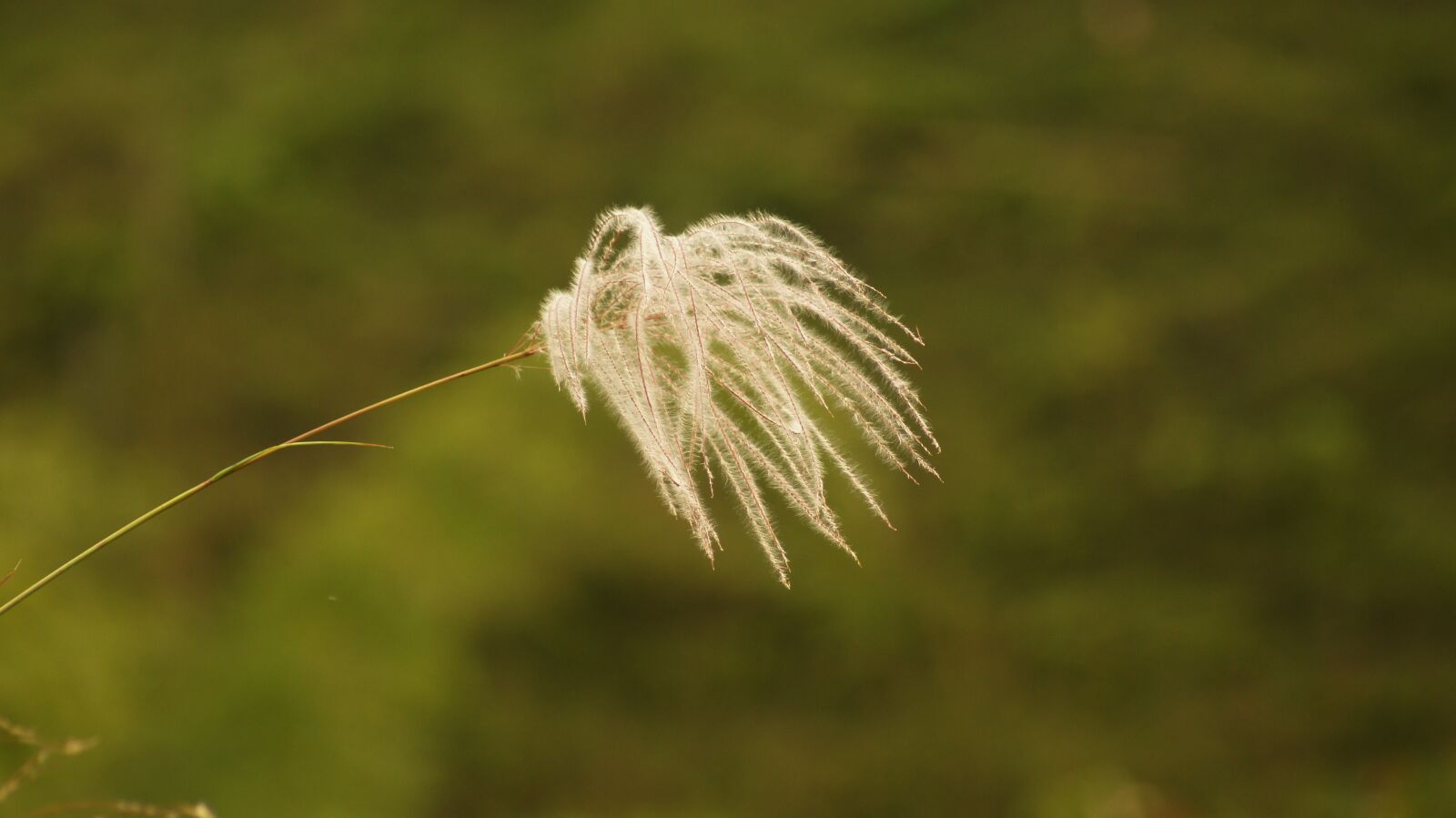Sony SLT-A55 (SLT-A55V) sample photo. Nature, armenia, quindio photography